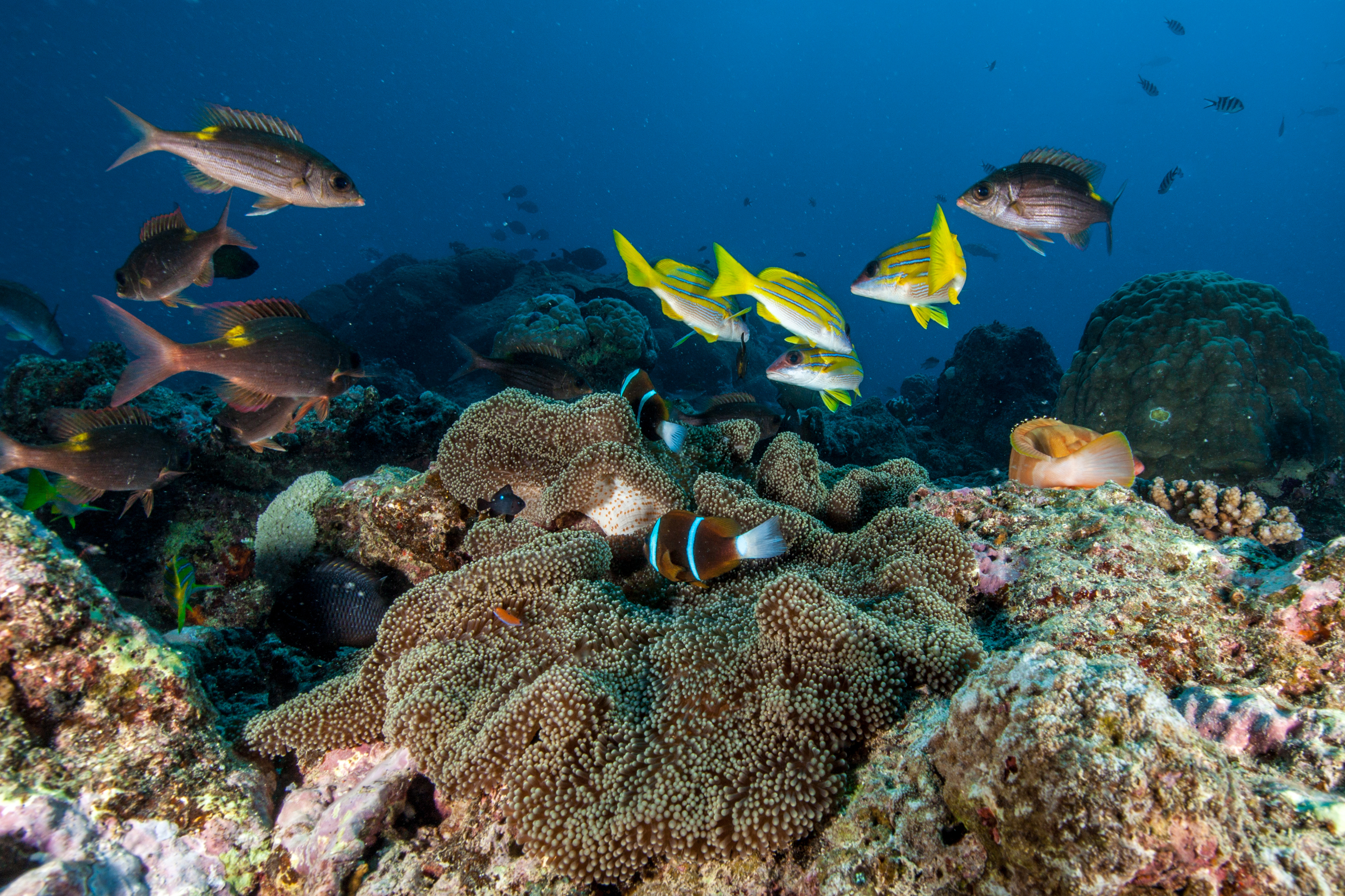 Laden Sie das Tiere, Fische, Koralle, Fisch, Unterwasser, Seeleben-Bild kostenlos auf Ihren PC-Desktop herunter