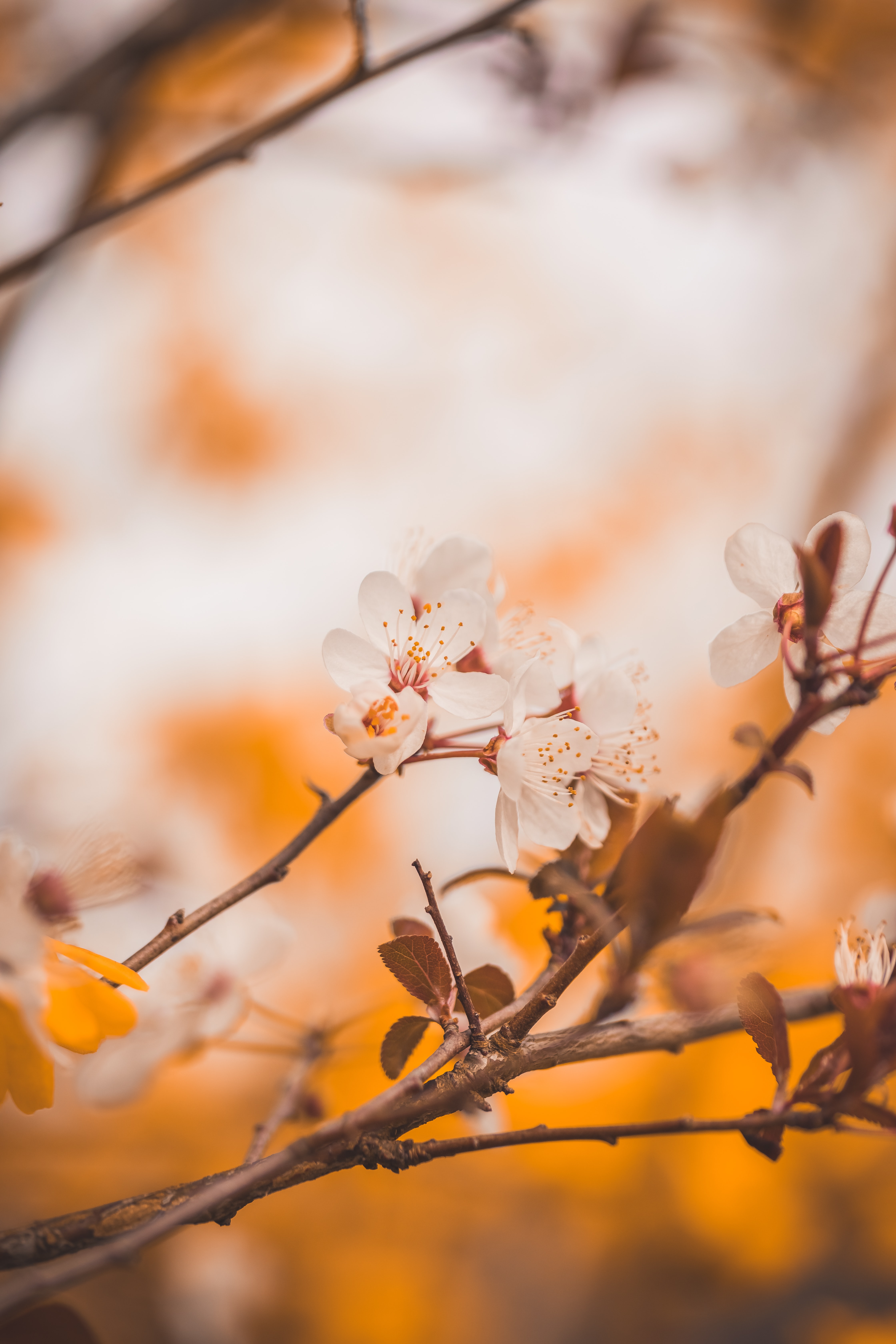 Download mobile wallpaper Branches, Flowers, Macro, Spring, Cherry for free.