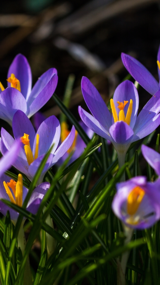 Téléchargez des papiers peints mobile Fleurs, Crocus, Terre/nature gratuitement.