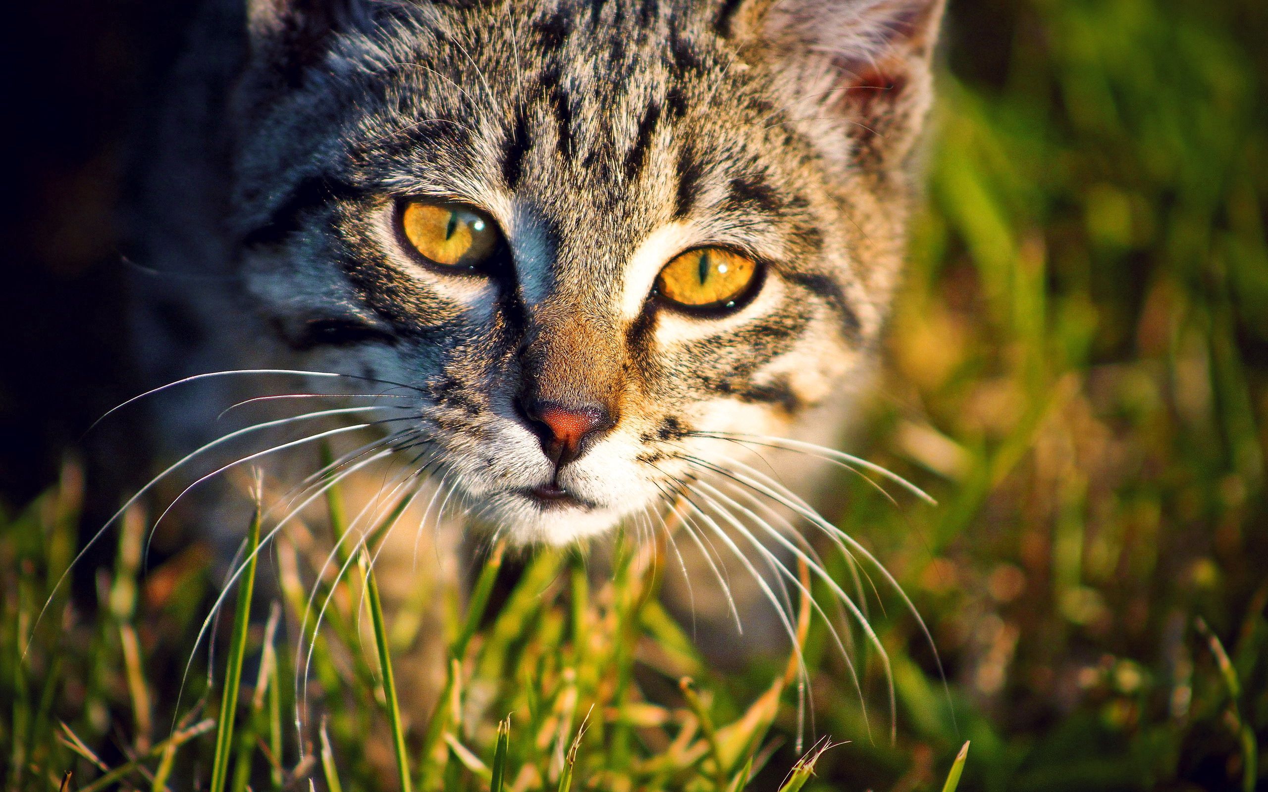 Free download wallpaper Animals, Grass, Muzzle, Cat on your PC desktop