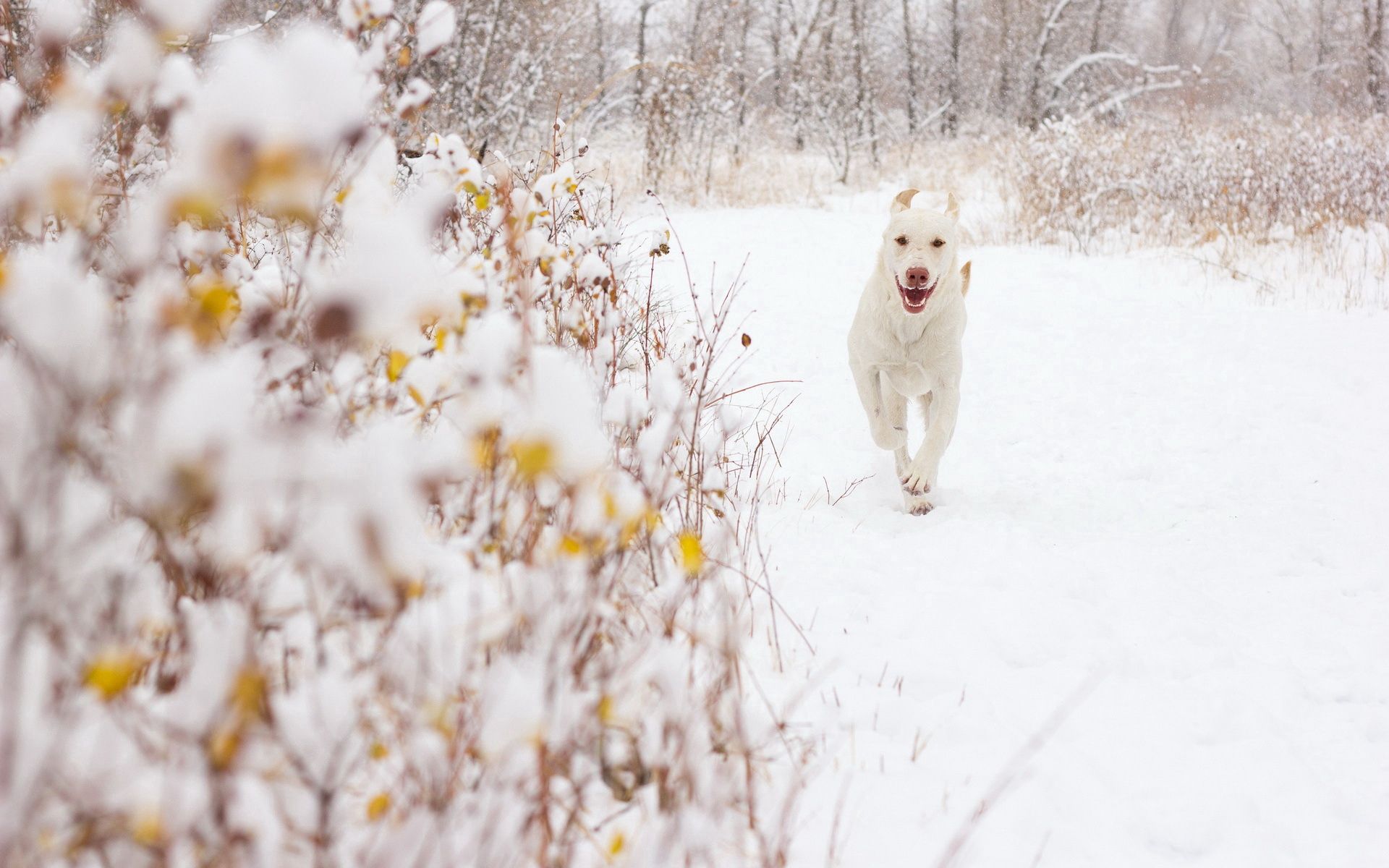 Download mobile wallpaper Animals, Snow, Dog, Background for free.