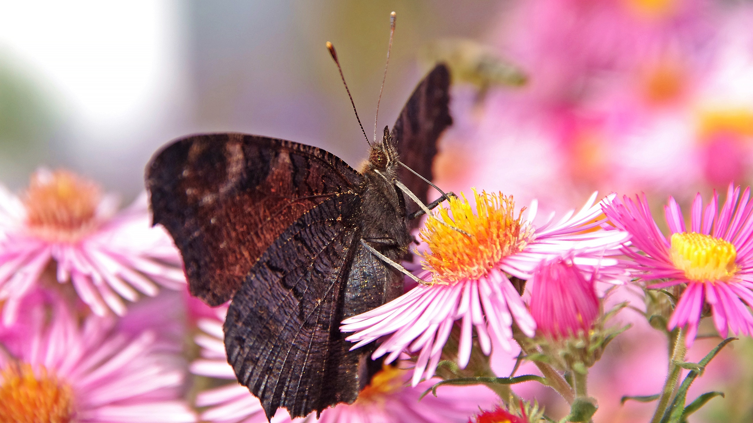 Descarga gratis la imagen Animales, Flor, Insecto, Mariposa, Alas, Macrofotografía en el escritorio de tu PC