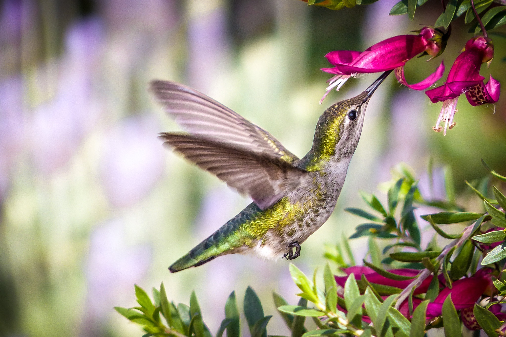 無料モバイル壁紙動物, 鳥, 花, ハチドリをダウンロードします。