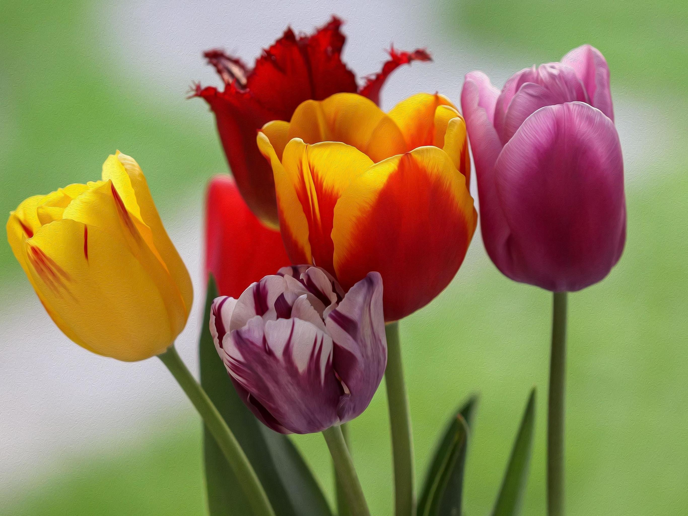 Téléchargez gratuitement l'image Fleurs, Fleur, Couleurs, Tulipe, Terre/nature sur le bureau de votre PC