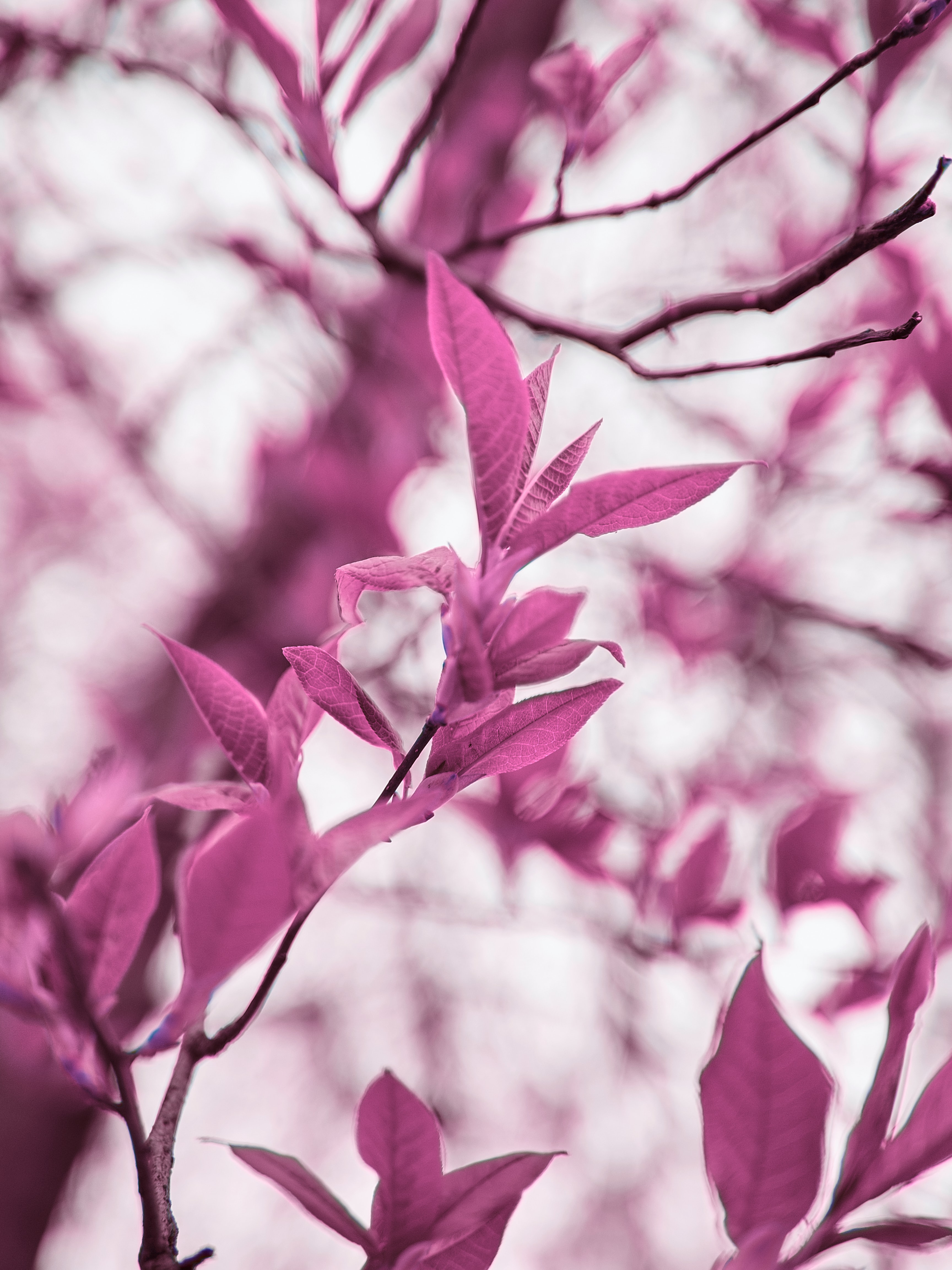 Download mobile wallpaper Branches, Macro, Plant, Leaves, Violet, Purple for free.