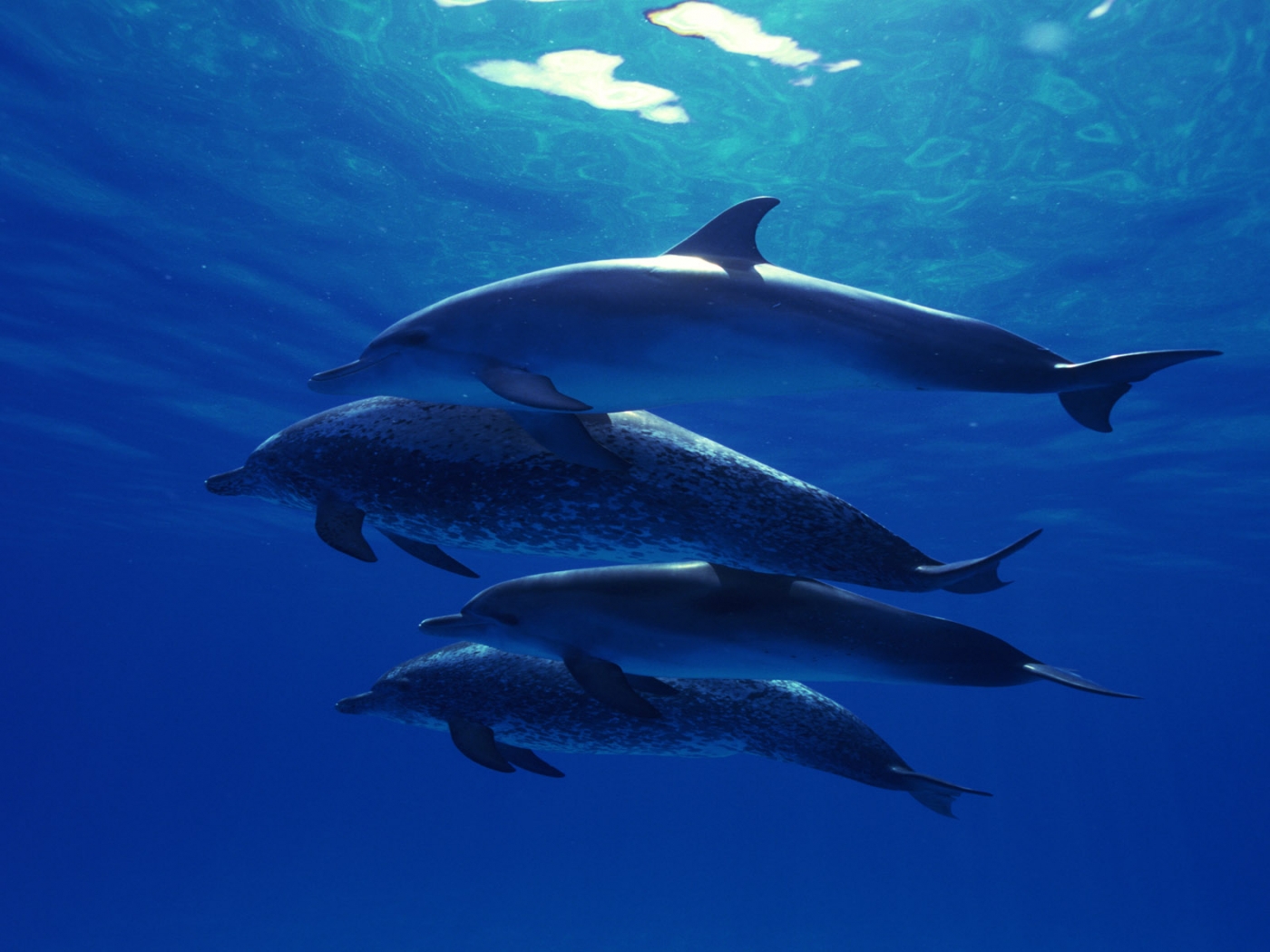 33003 завантажити картинку тварини, дельфіни, блакитний - шпалери і заставки безкоштовно