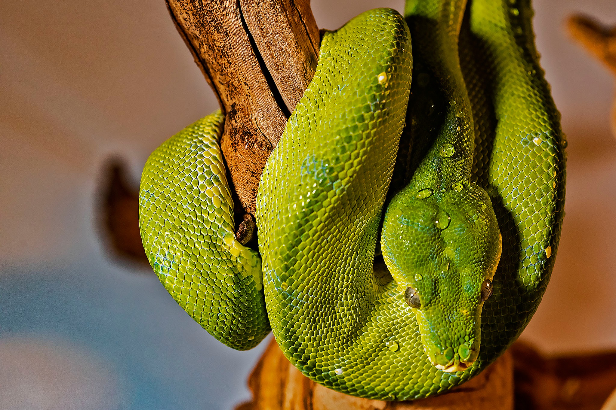 Download mobile wallpaper Animal, Snake, Reptiles, Python, Tree Python for free.