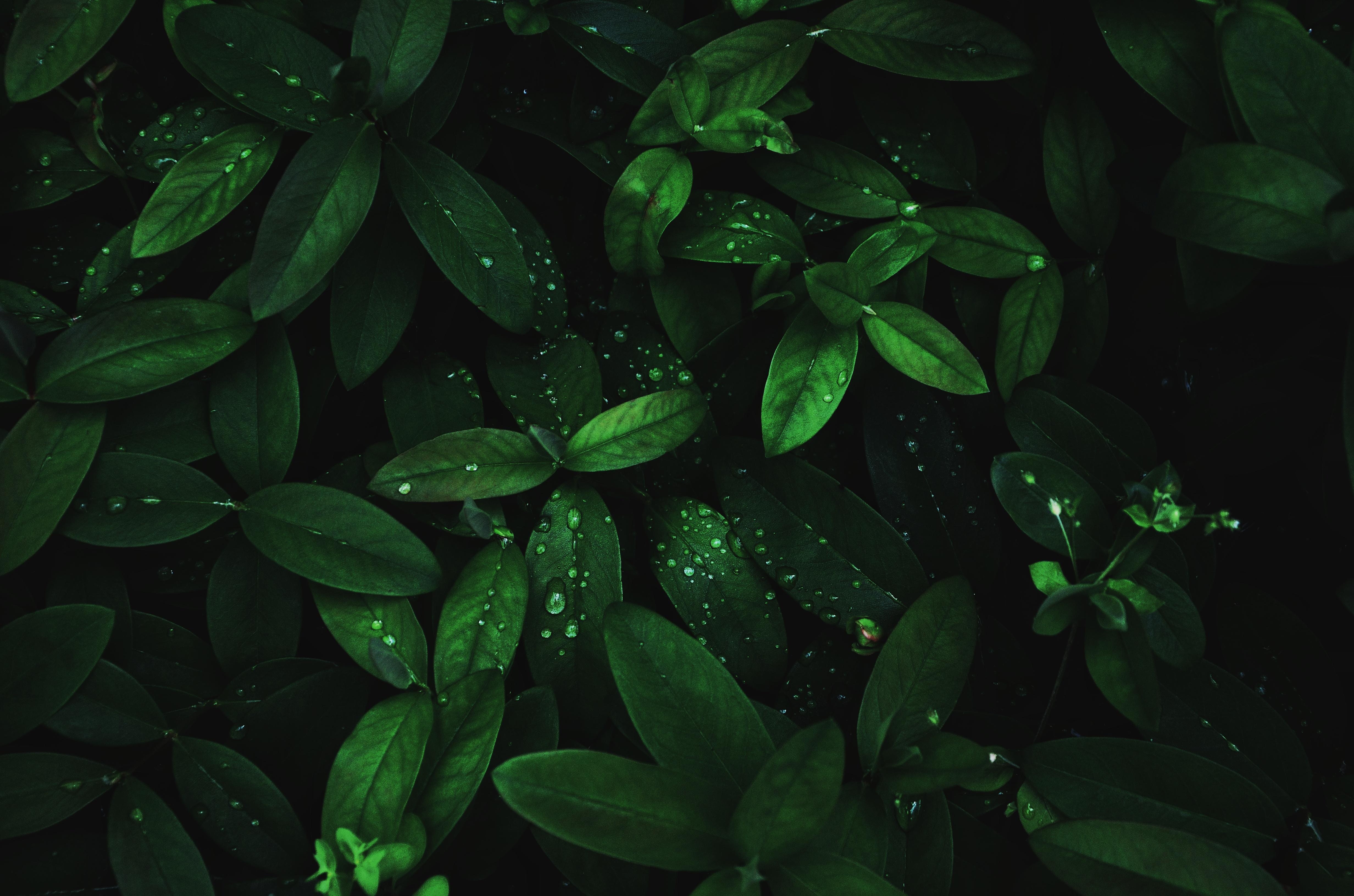 leaves, plant, drops, dew, dark, macro, moisture HD wallpaper