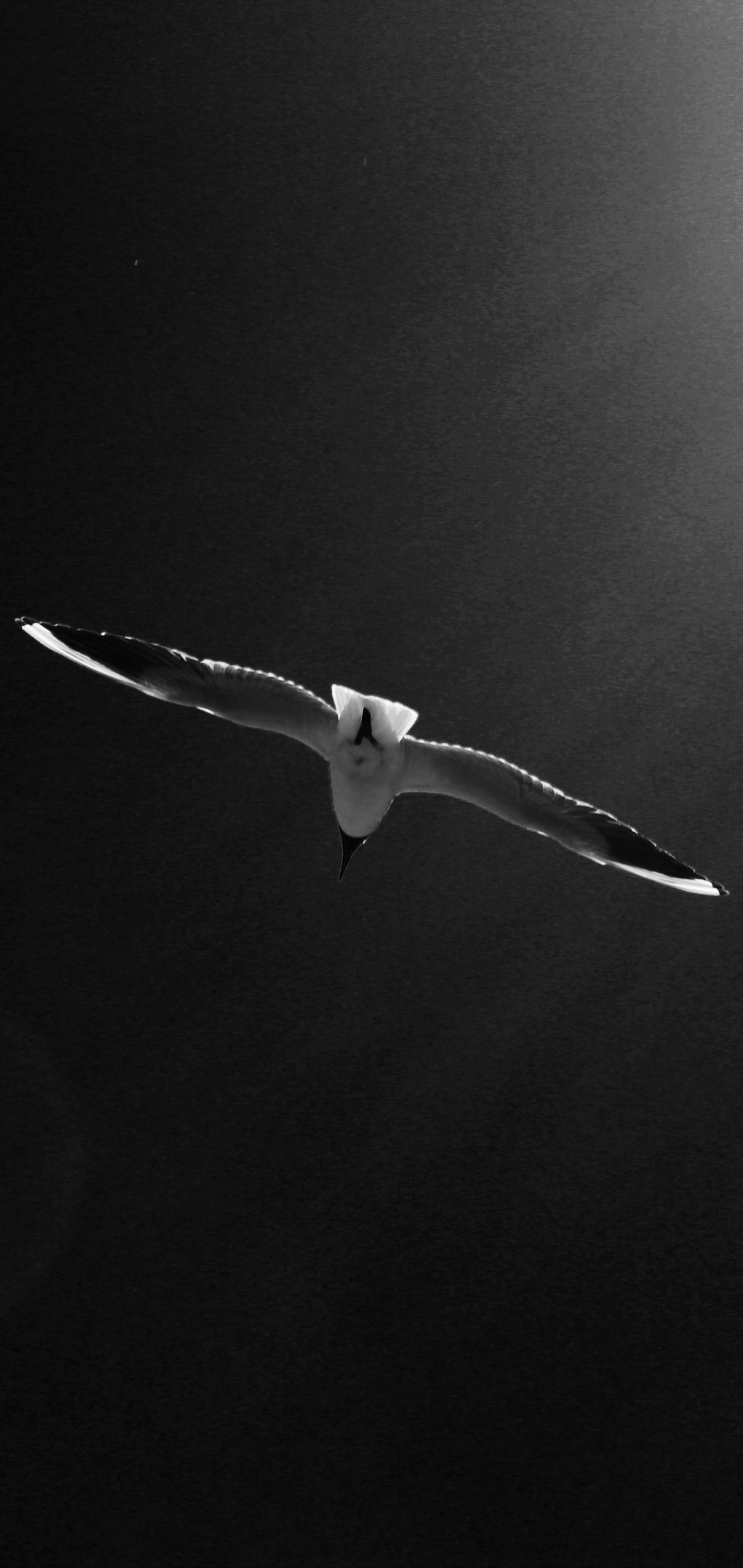 Free download wallpaper Birds, Bird, Animal, Seagull, Black & White on your PC desktop