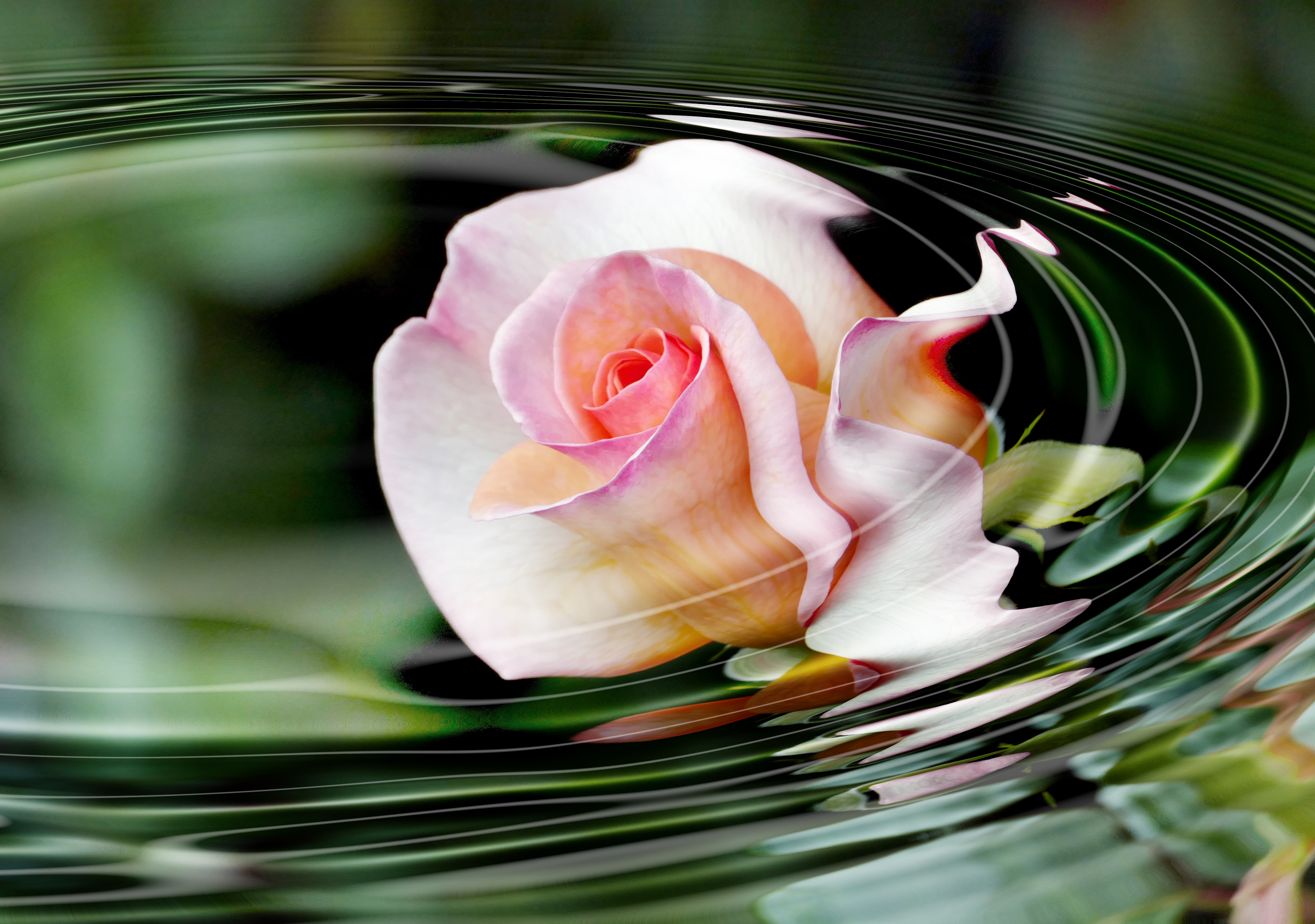 Free download wallpaper Nature, Flower, Rose, Photography, Manipulation on your PC desktop