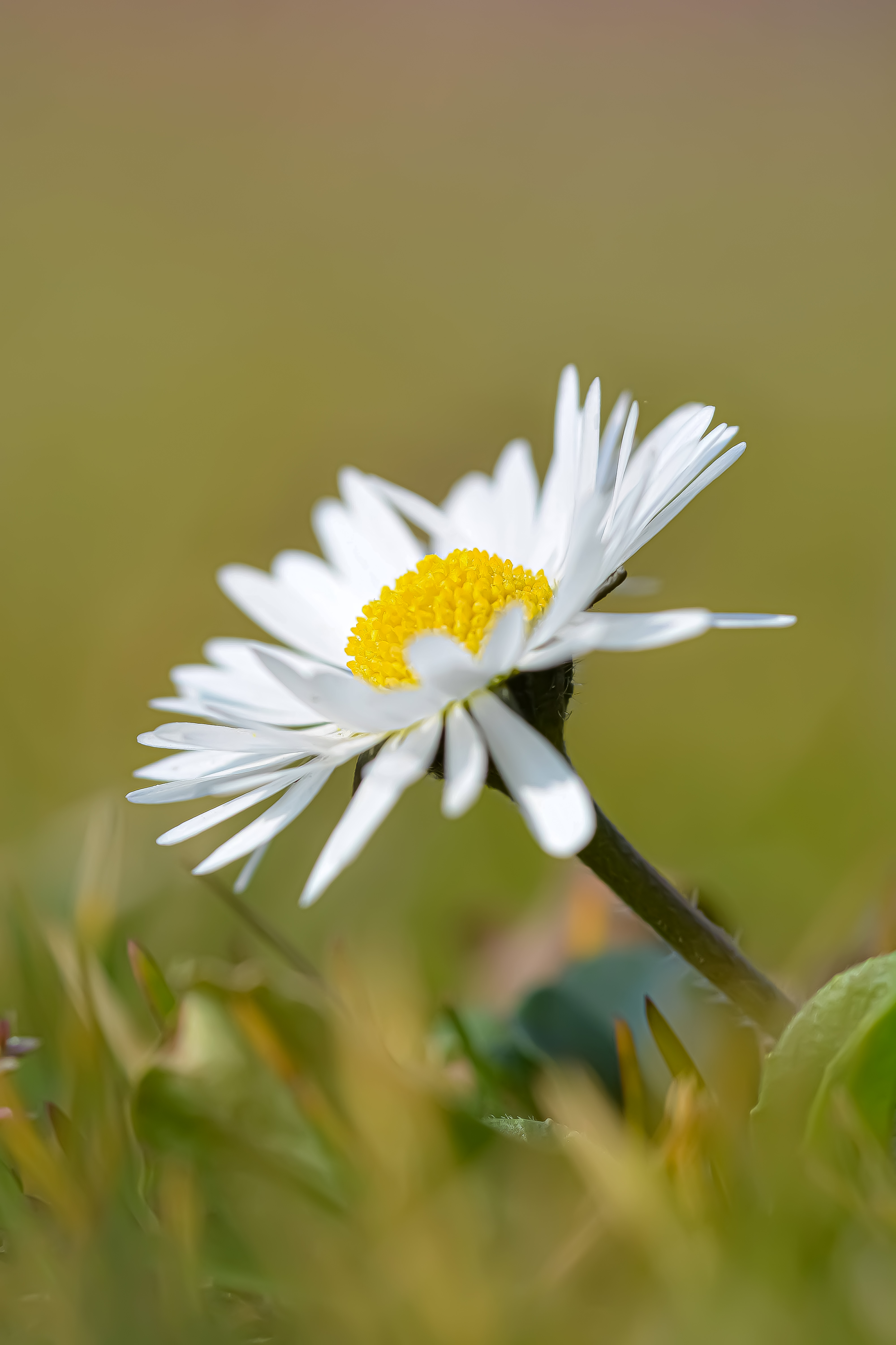 Free download wallpaper Macro, Chamomile, Flower, Petals, Camomile on your PC desktop