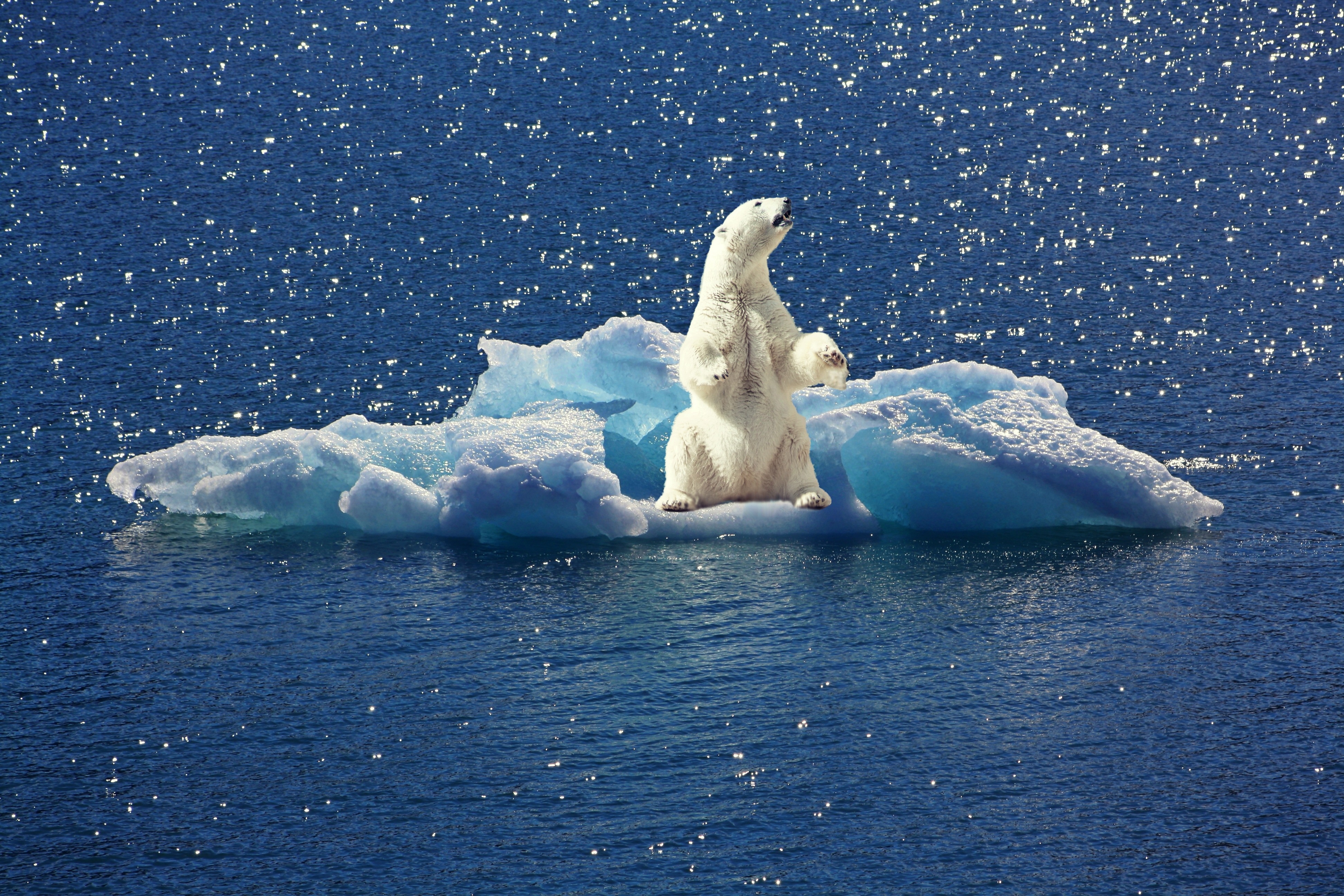 Laden Sie das Tiere, Bären, Eisberg, Eisbär-Bild kostenlos auf Ihren PC-Desktop herunter