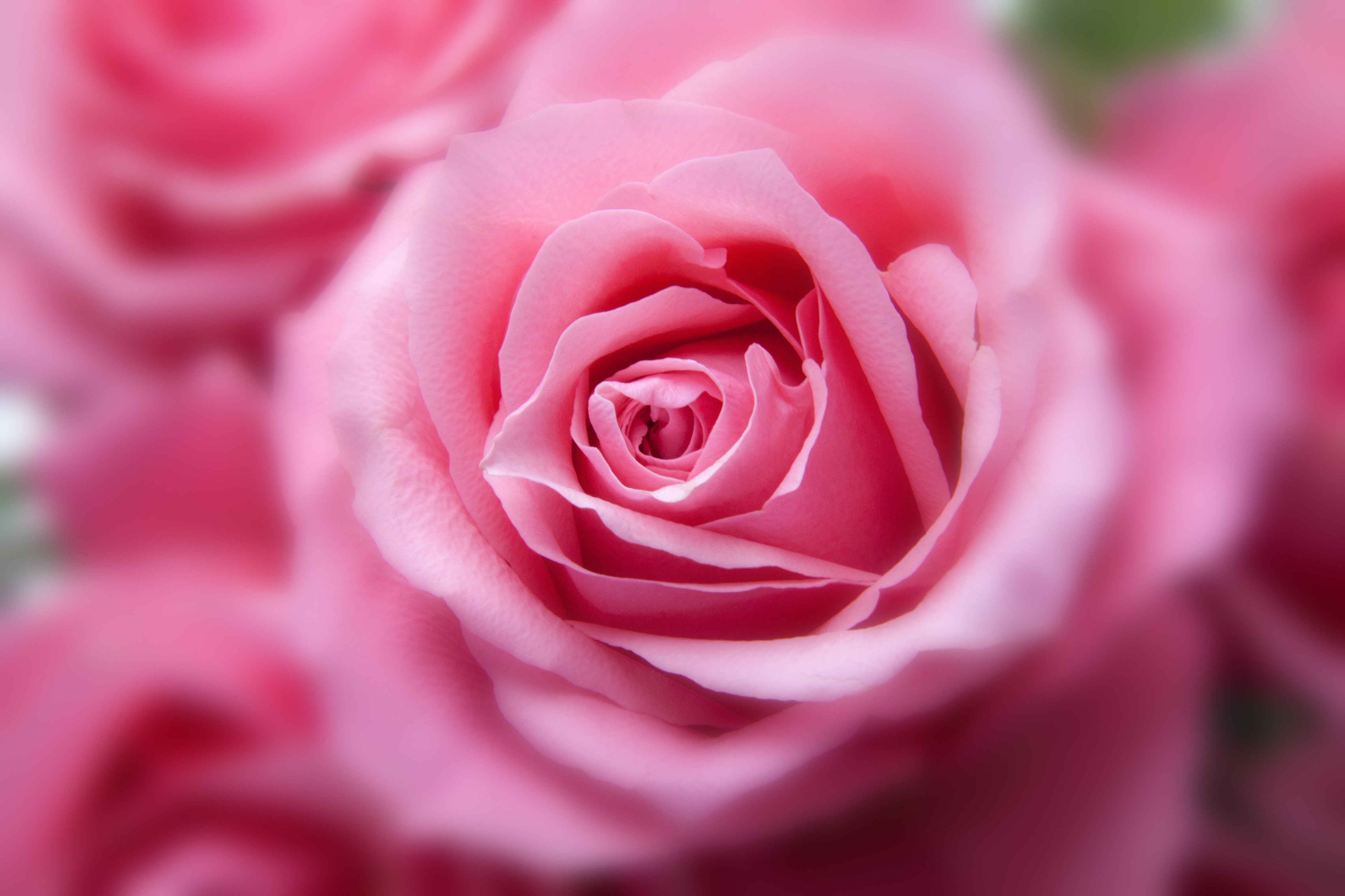 Download mobile wallpaper Nature, Flowers, Rose, Bud, Close Up, Earth, Pink Flower for free.