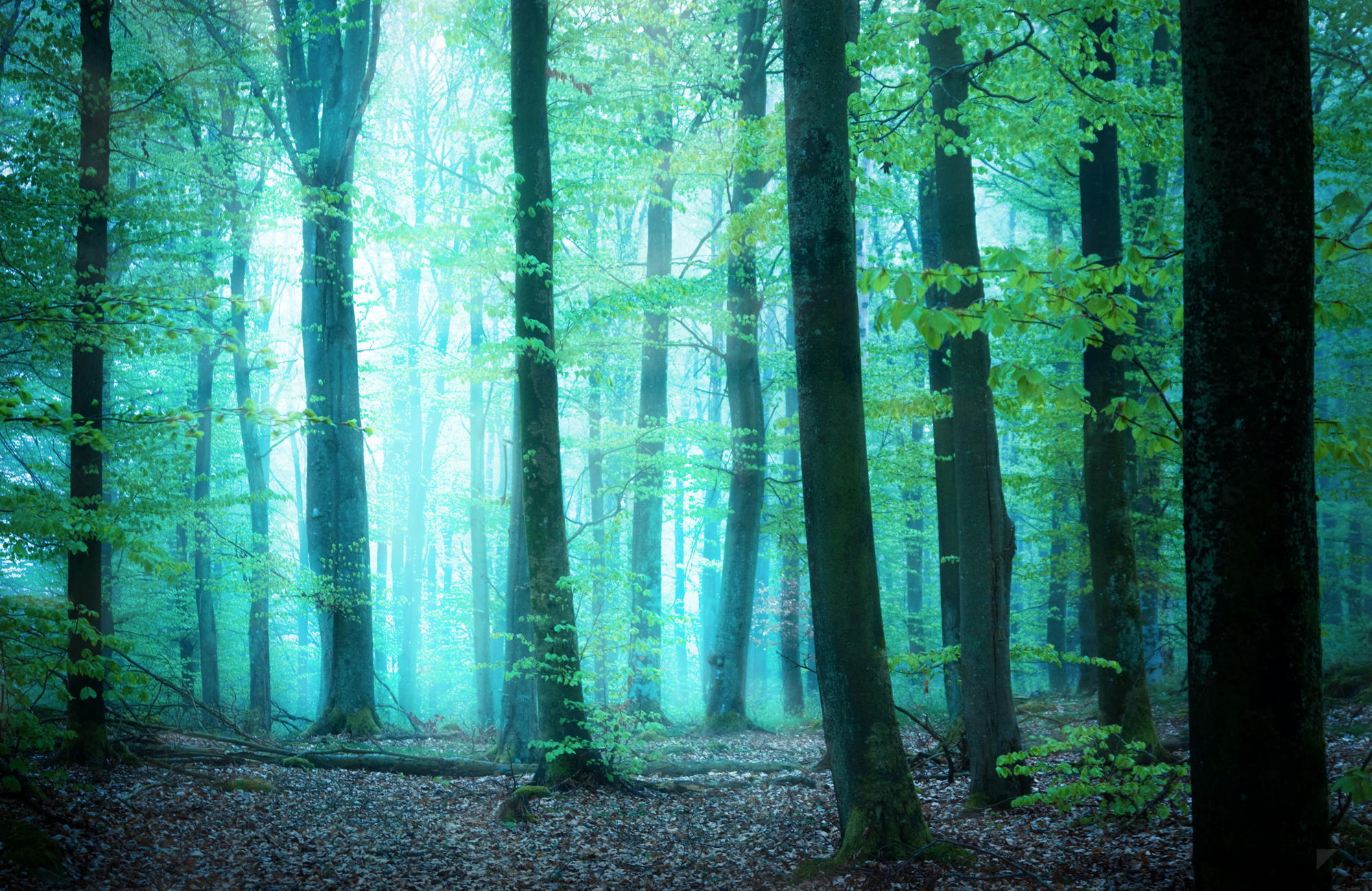 Free download wallpaper Nature, Forest, Fog, Earth on your PC desktop