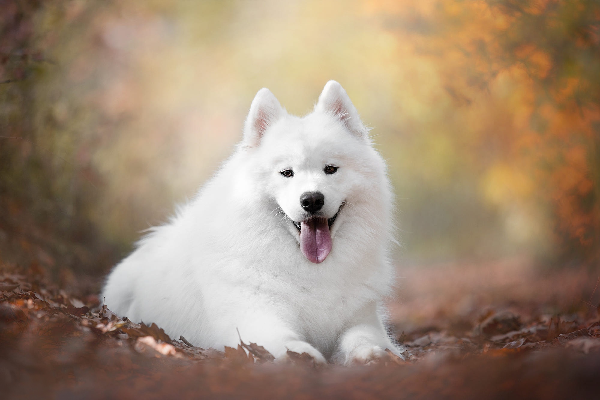 Download mobile wallpaper Dogs, Dog, Animal, Samoyed, Depth Of Field for free.