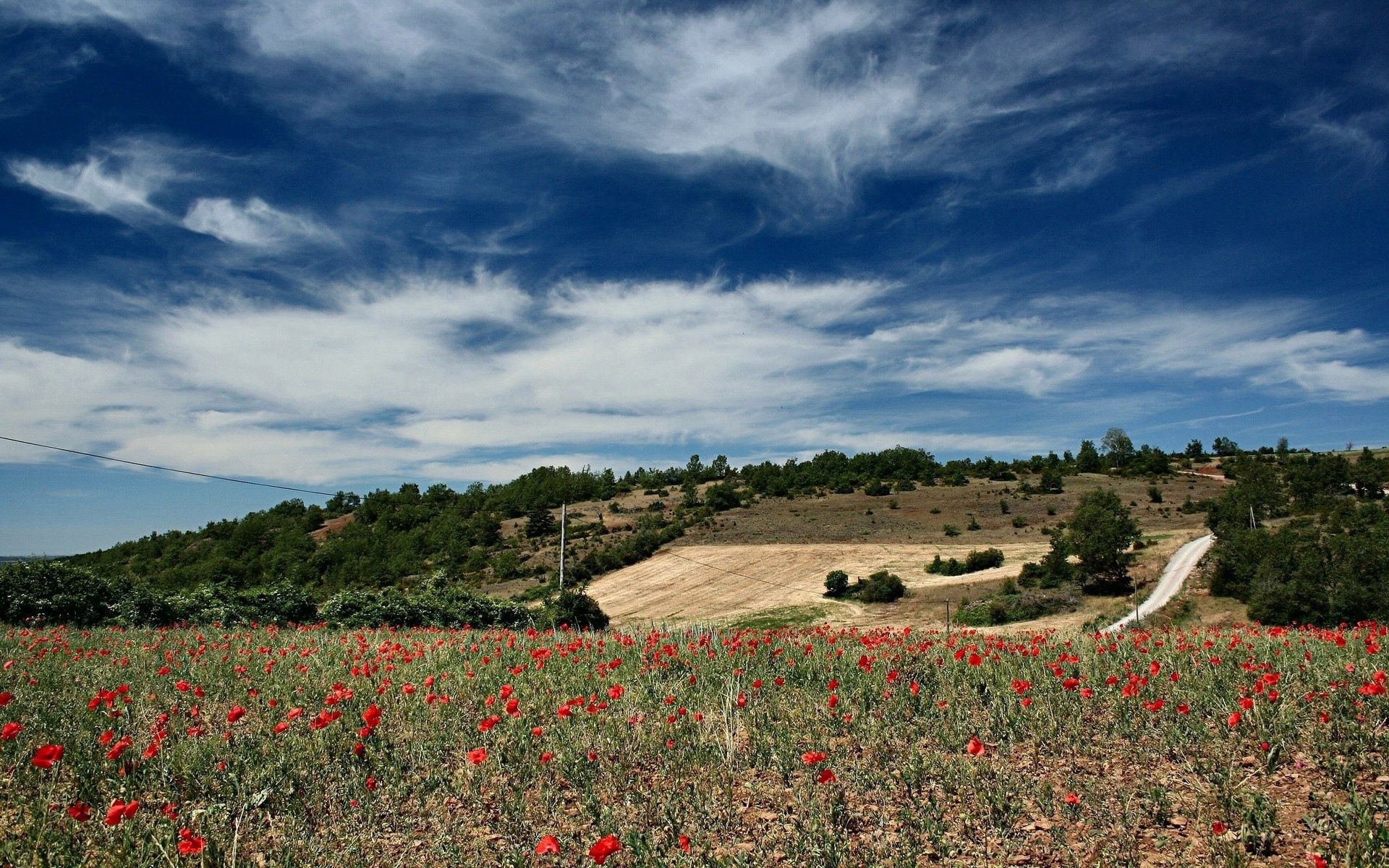 nature, sky, poppies, clouds, field, clear, i see, lungs