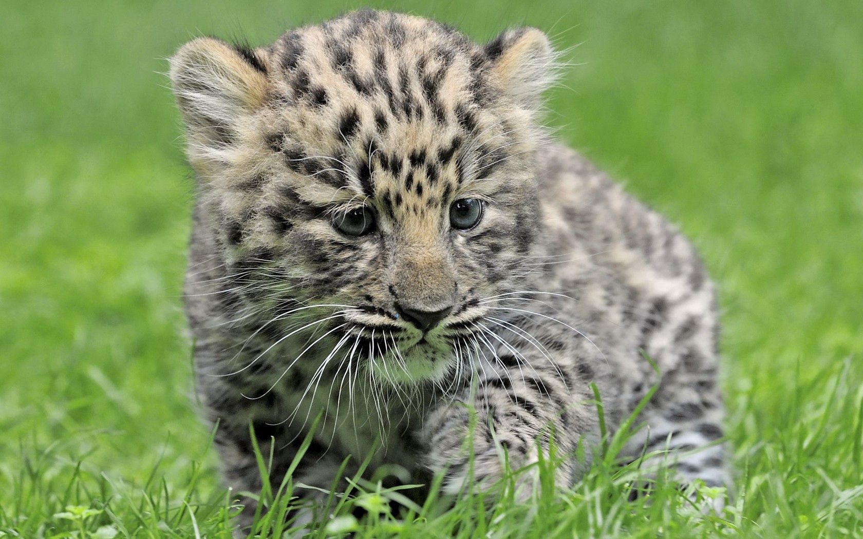 Handy-Wallpaper Leopard, Kind, Tot, Grass, Tiere kostenlos herunterladen.