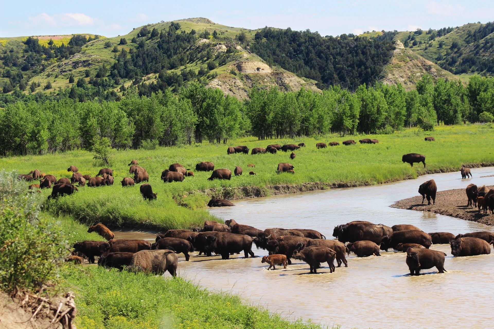 750305 Hintergrundbild herunterladen landschaft, tiere, amerikanischer bison, büffel, herde, hügel, säugetier, fluss, baum - Bildschirmschoner und Bilder kostenlos