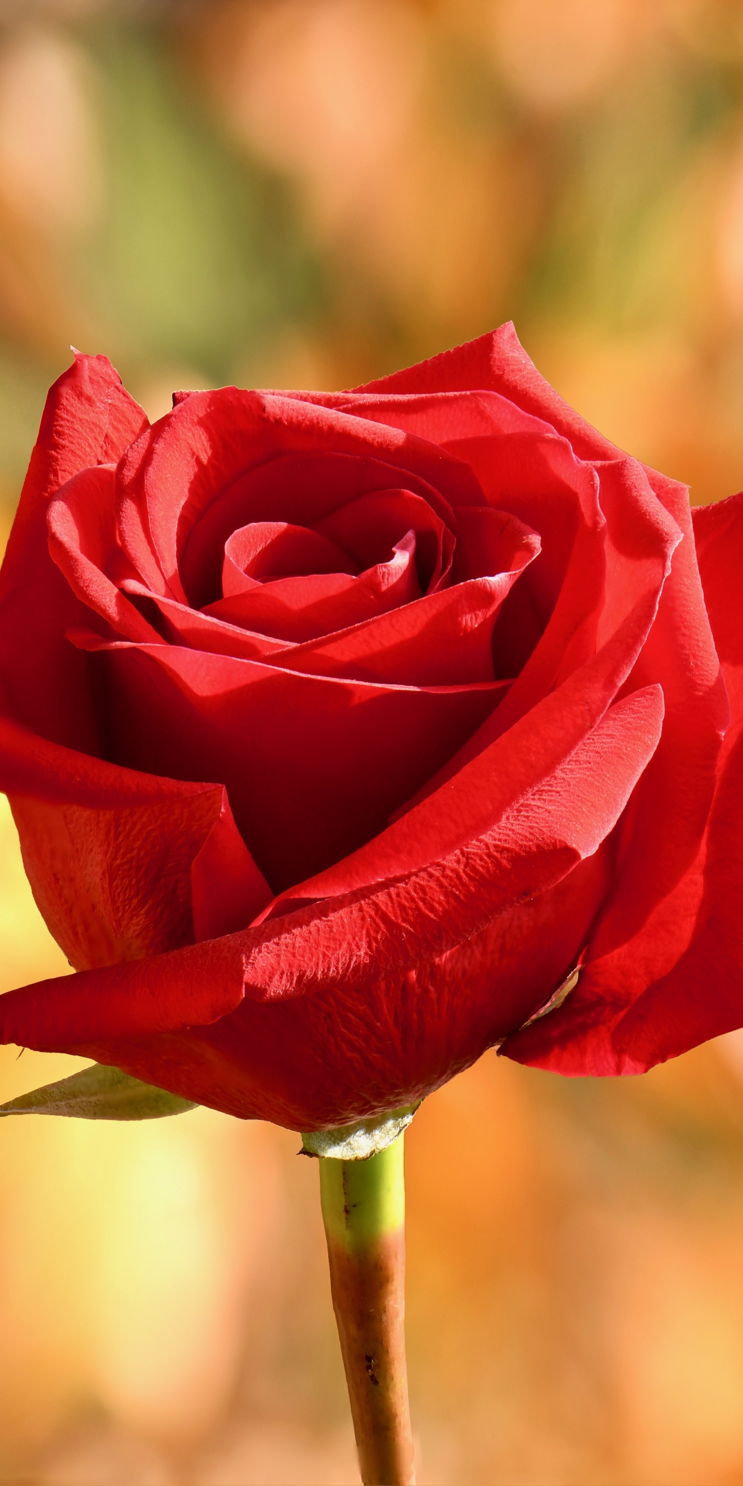 Download mobile wallpaper Flowers, Flower, Rose, Earth, Red Rose for free.