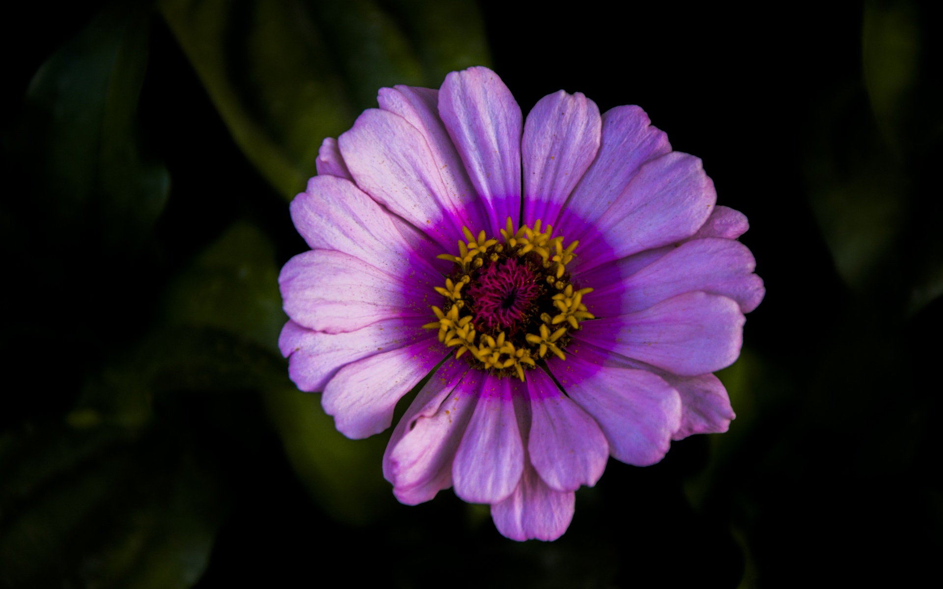 Download mobile wallpaper Flowers, Flower, Close Up, Earth, Daisy, Purple Flower for free.