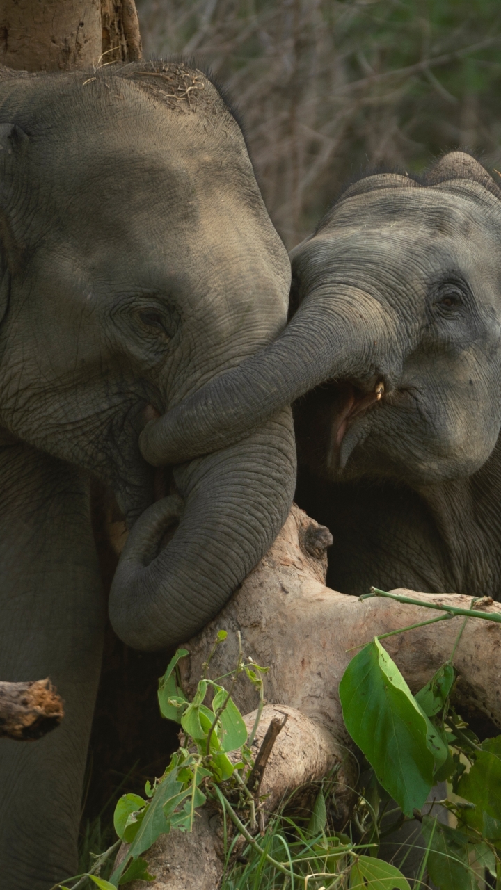 Скачати мобільні шпалери Слони, Тварина, Слон, Азіатський Слон безкоштовно.