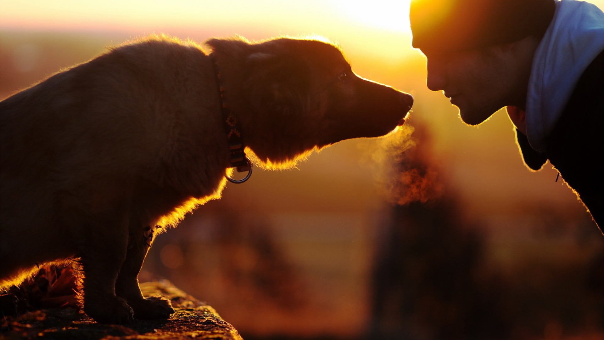 Baixar papel de parede para celular de Animais, Cães, Cão gratuito.