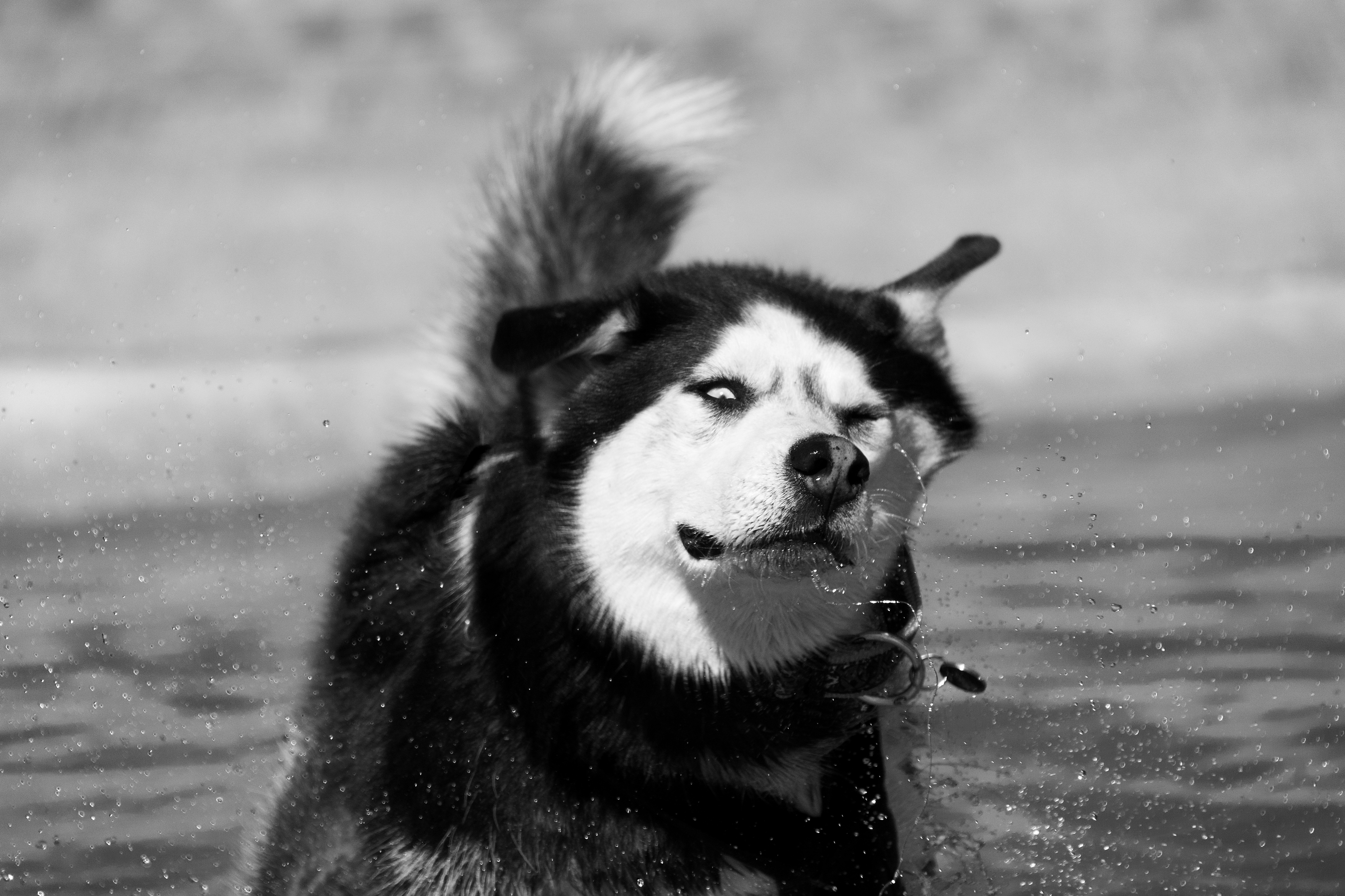 Скачать обои бесплатно Животные, Собаки, Собака, Морда, Чёрно Белое, Сибирский Хаски картинка на рабочий стол ПК