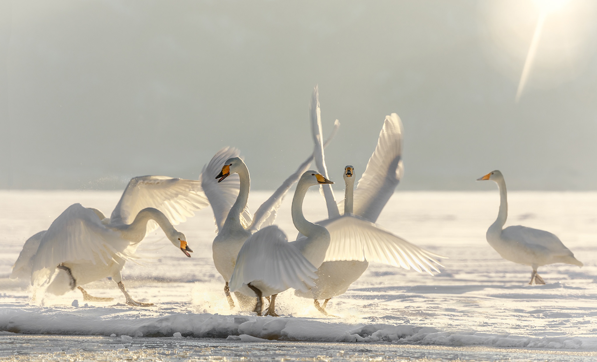 whooper swan, animal, bird, snow, swan, birds