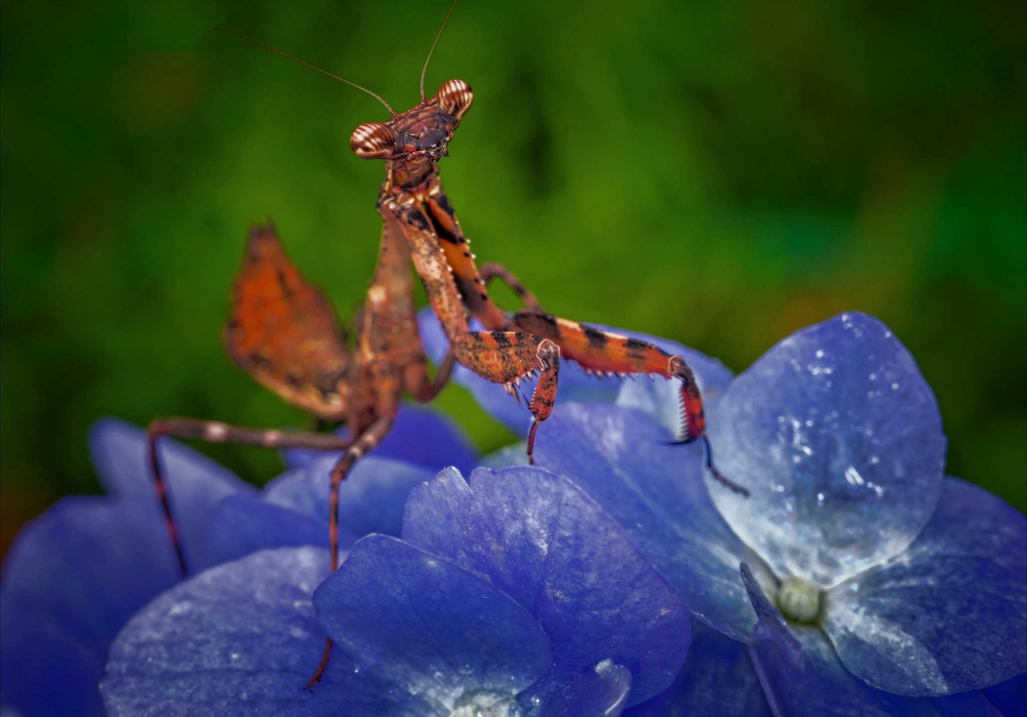 Free download wallpaper Insects, Insect, Animal, Blue Flower, Praying Mantis on your PC desktop
