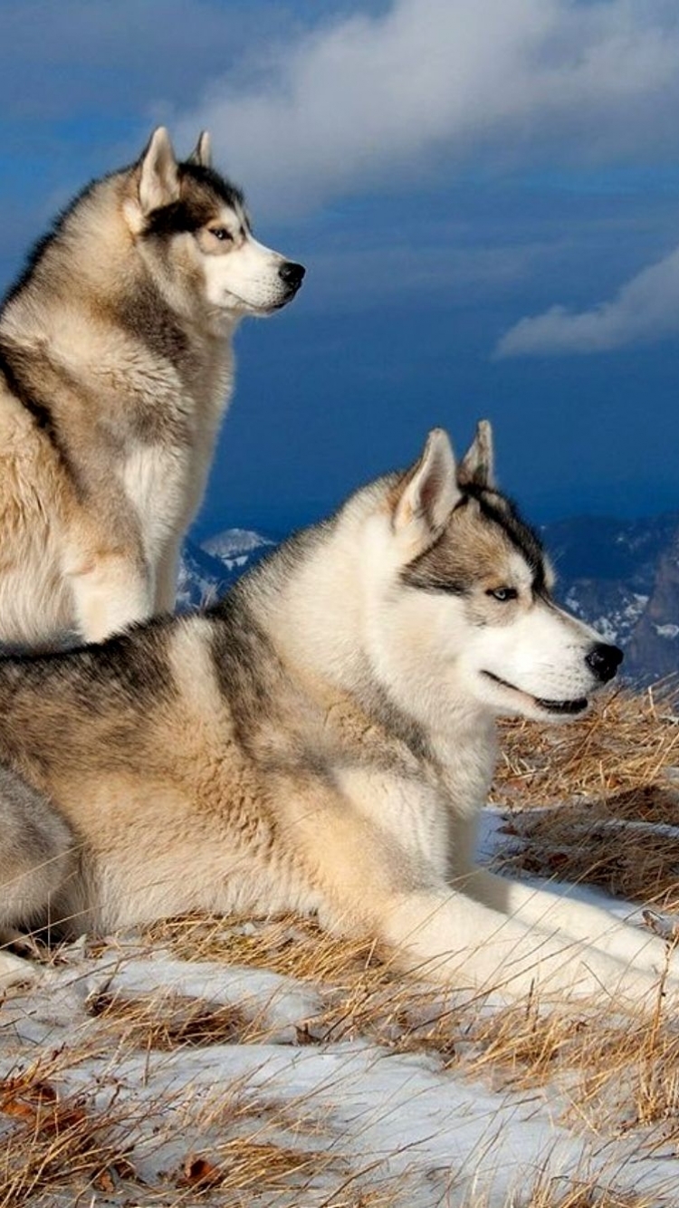 無料モバイル壁紙動物, 冬, 犬, ハスキー, シベリアンハスキーをダウンロードします。