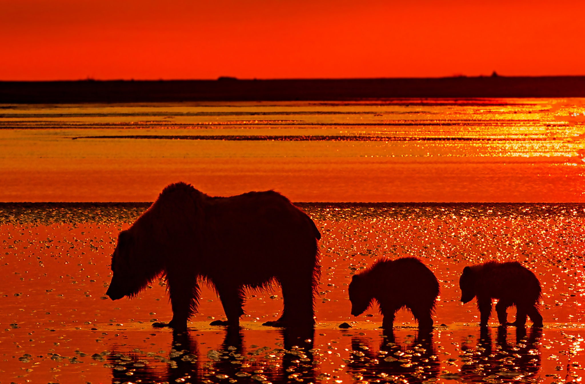 Download mobile wallpaper Sunset, Bears, Reflection, Silhouette, Bear, Animal, Baby Animal, Cub for free.