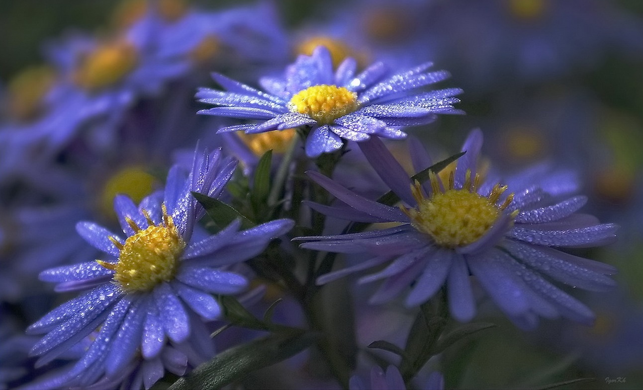 Handy-Wallpaper Blumen, Blume, Erde/natur kostenlos herunterladen.