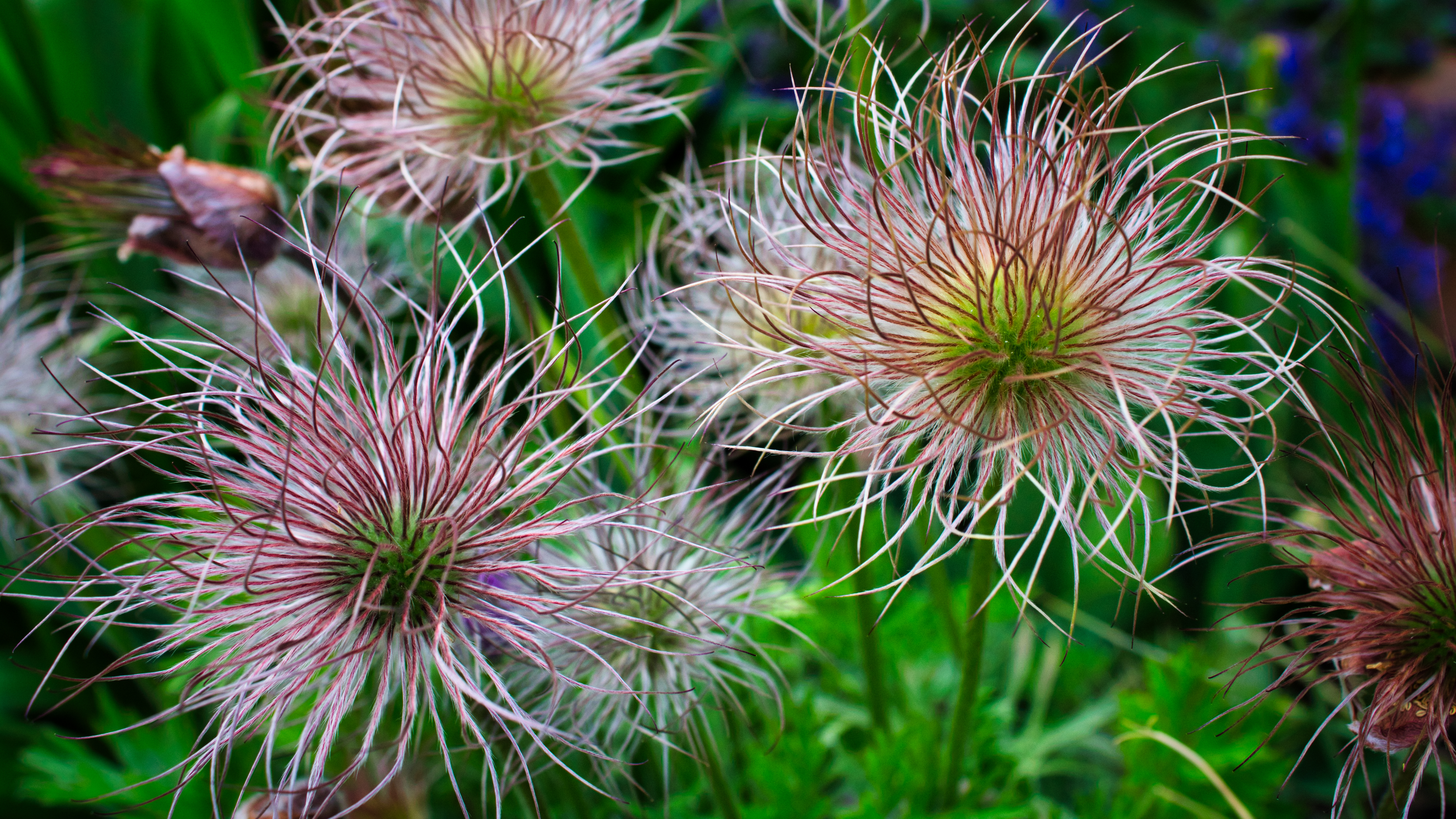 Téléchargez gratuitement l'image Fleurs, Fleur, Plante, La Nature, Terre/nature sur le bureau de votre PC