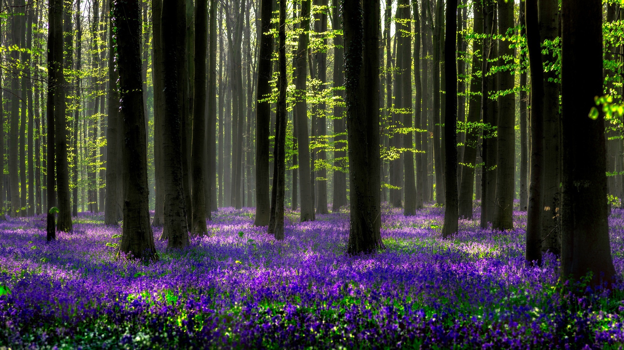 earth, hyacinth, flower, forest, nature, purple flower, spring, flowers