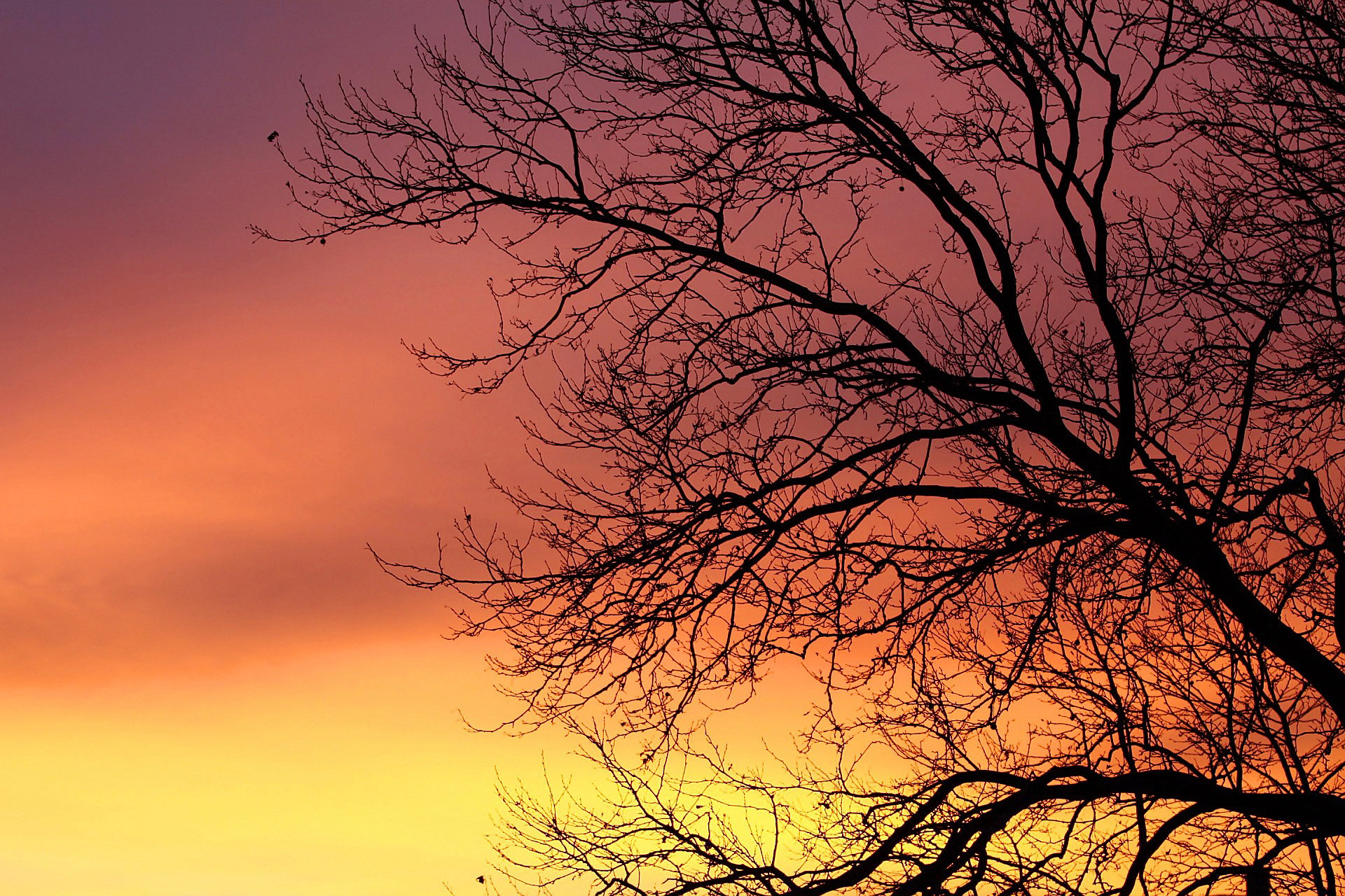 Free download wallpaper Nature, Sky, Dawn, Tree, Branch, Sunrise, Earth, Orange (Color), Daybreak on your PC desktop