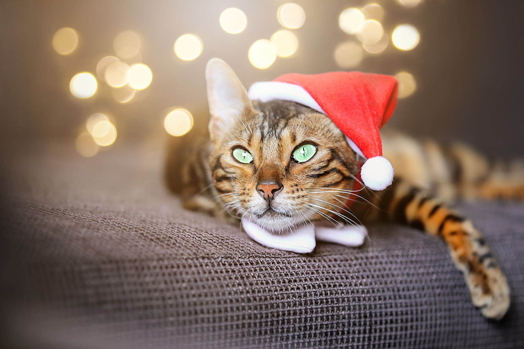 Handy-Wallpaper Tiere, Katzen, Katze, Weihnachtsmütze kostenlos herunterladen.