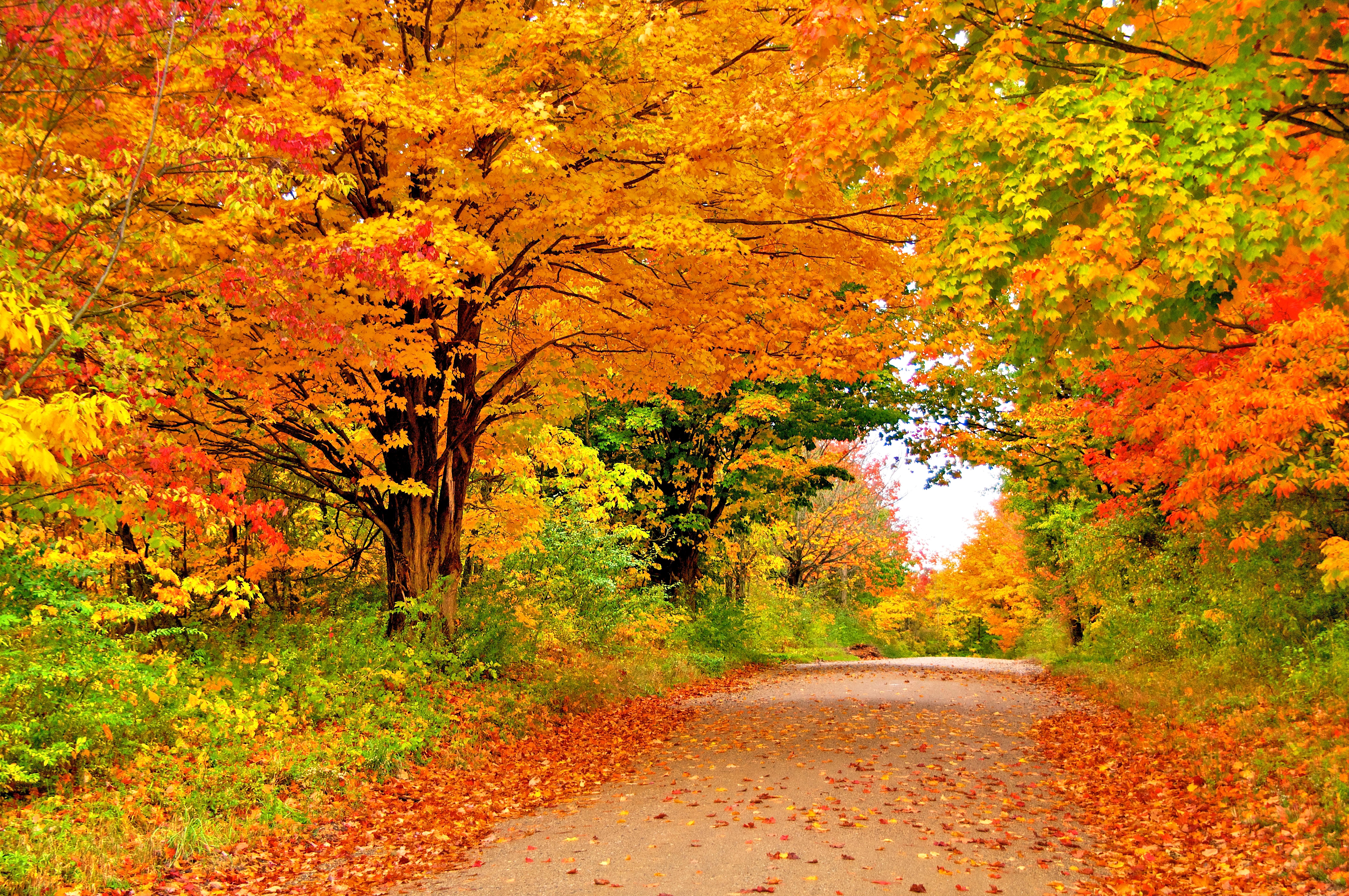 Download mobile wallpaper Nature, Road, Tree, Fall, Man Made for free.