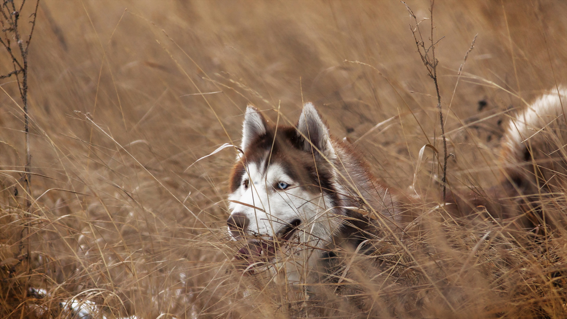 Laden Sie das Tiere, Hunde, Sibirischer Husky-Bild kostenlos auf Ihren PC-Desktop herunter