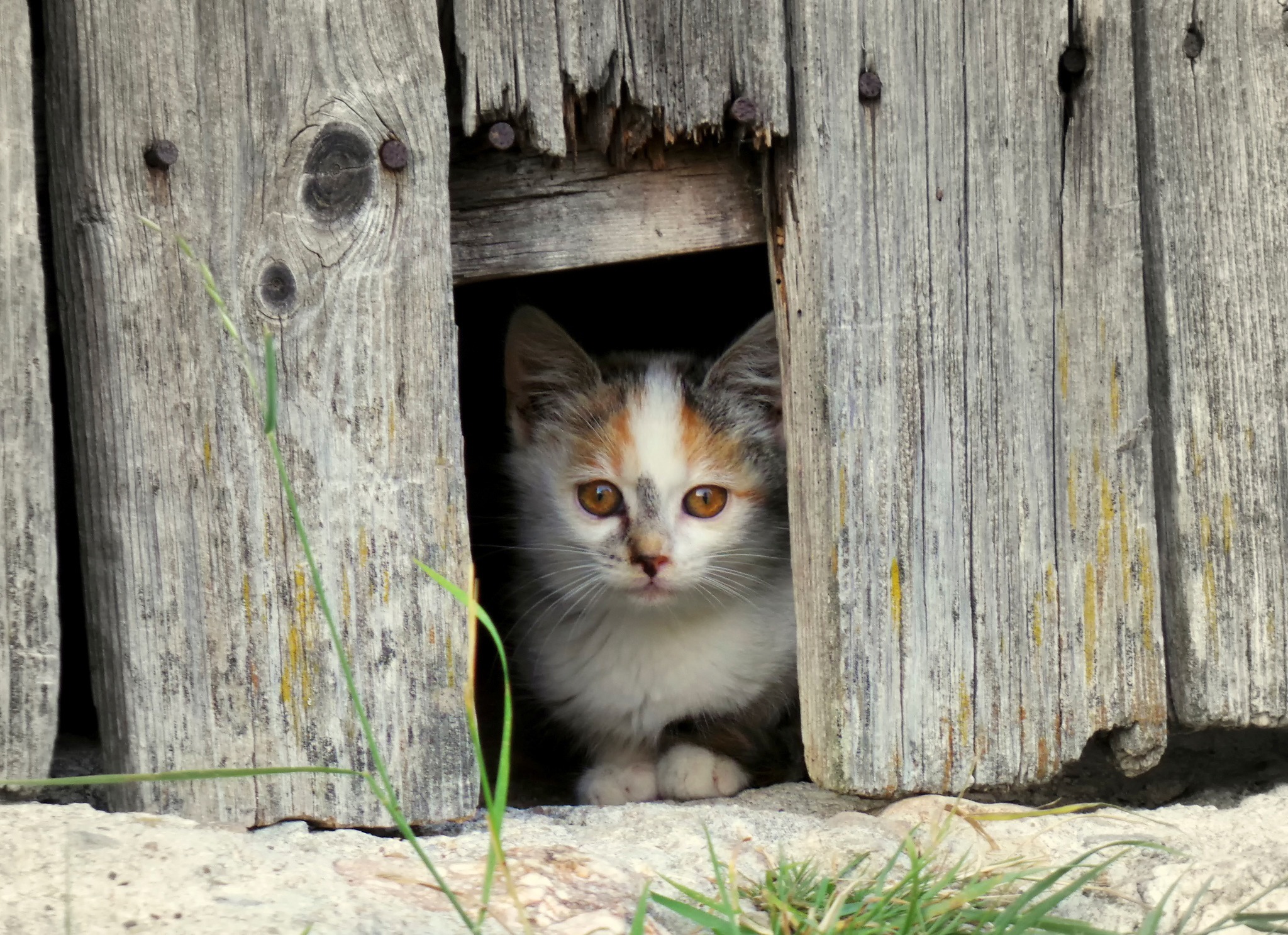 Скачать картинку Животные, Котенок, Кошка, Милые, Кошки в телефон бесплатно.