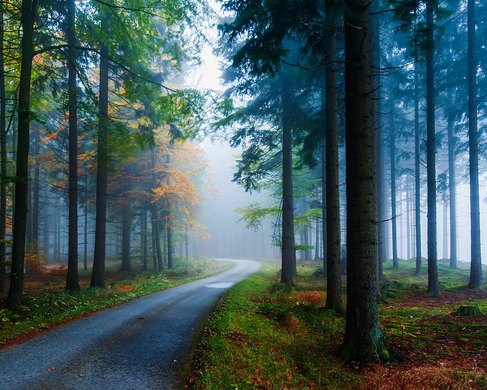 無料モバイル壁紙自然, 木, 秋, 道, 森, 霧, 地球をダウンロードします。