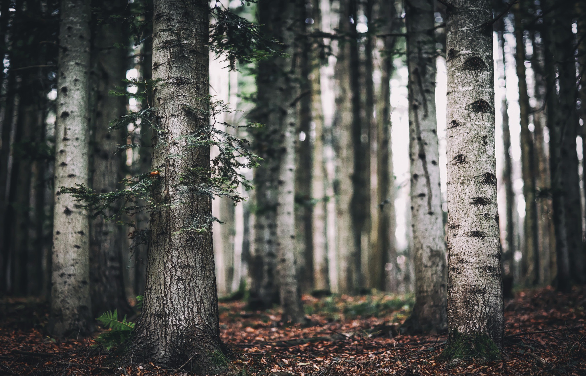 Download mobile wallpaper Nature, Forest, Tree, Earth, Depth Of Field for free.