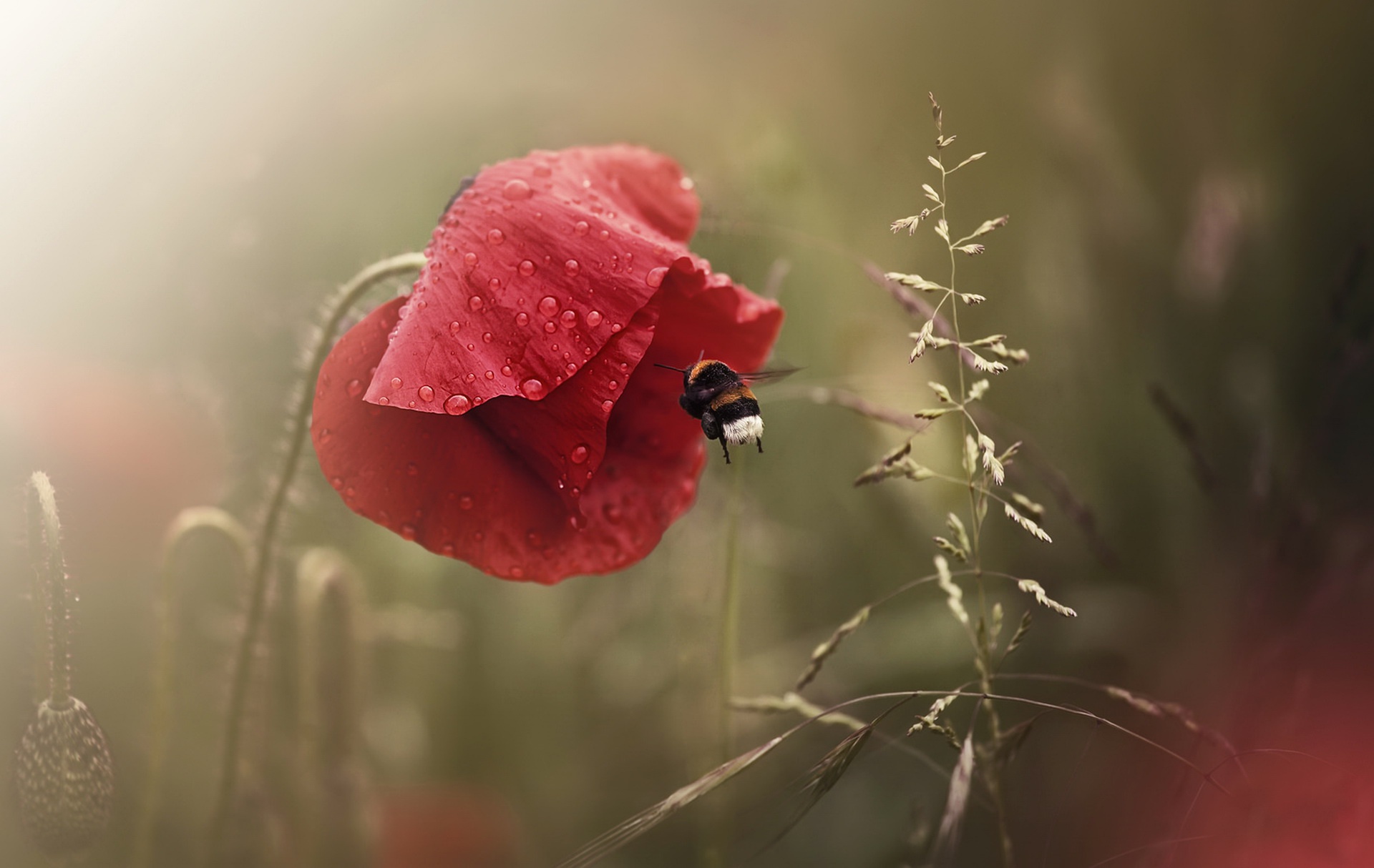 Download mobile wallpaper Nature, Flowers, Flower, Earth, Bee, Poppy, Red Flower for free.