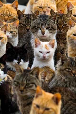 Download mobile wallpaper Cats, Cat, Animal, Japan, Aoshima for free.