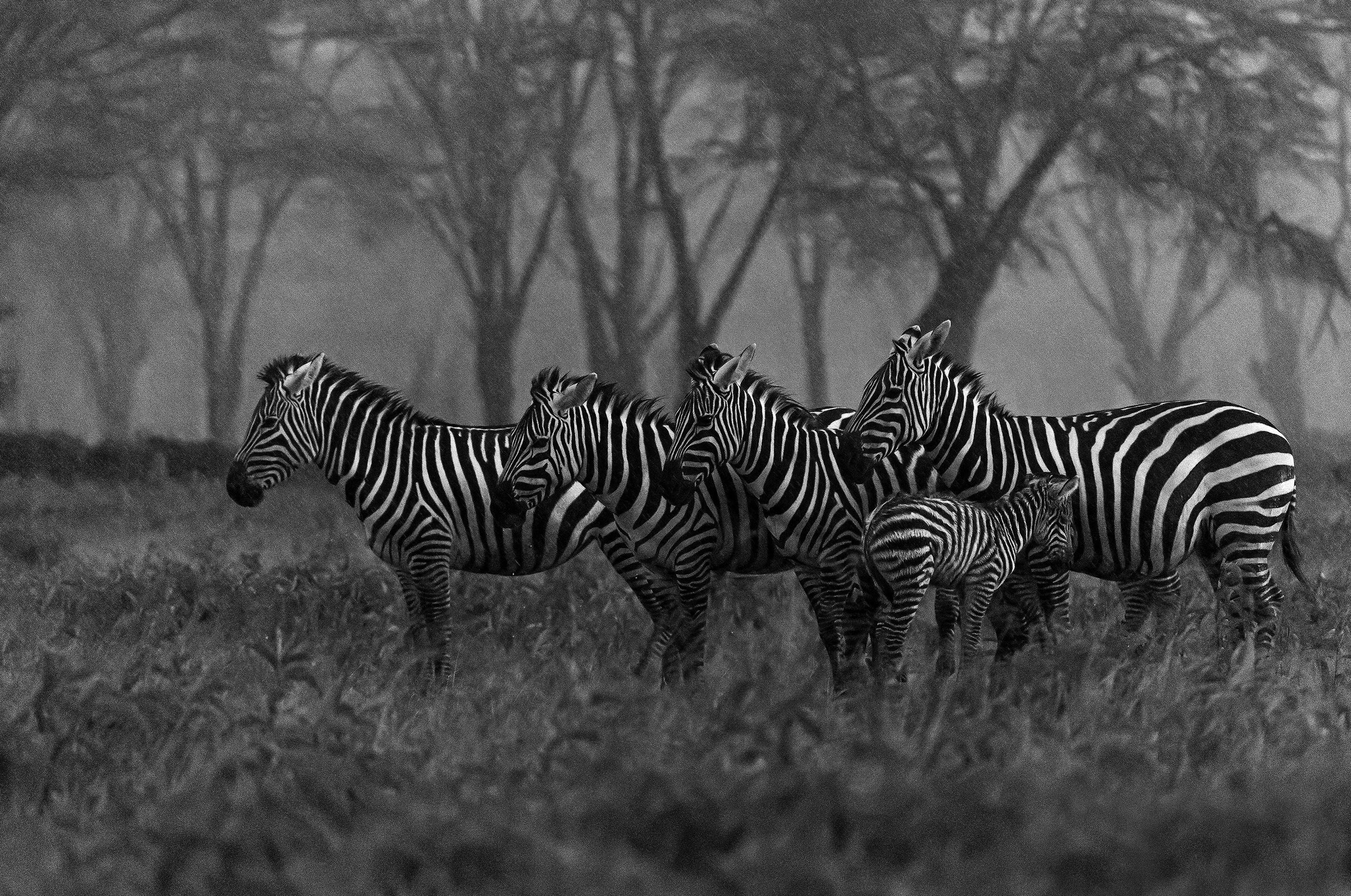 Laden Sie das Tiere, Schwarz Weiß, Zebra, Tierbaby-Bild kostenlos auf Ihren PC-Desktop herunter