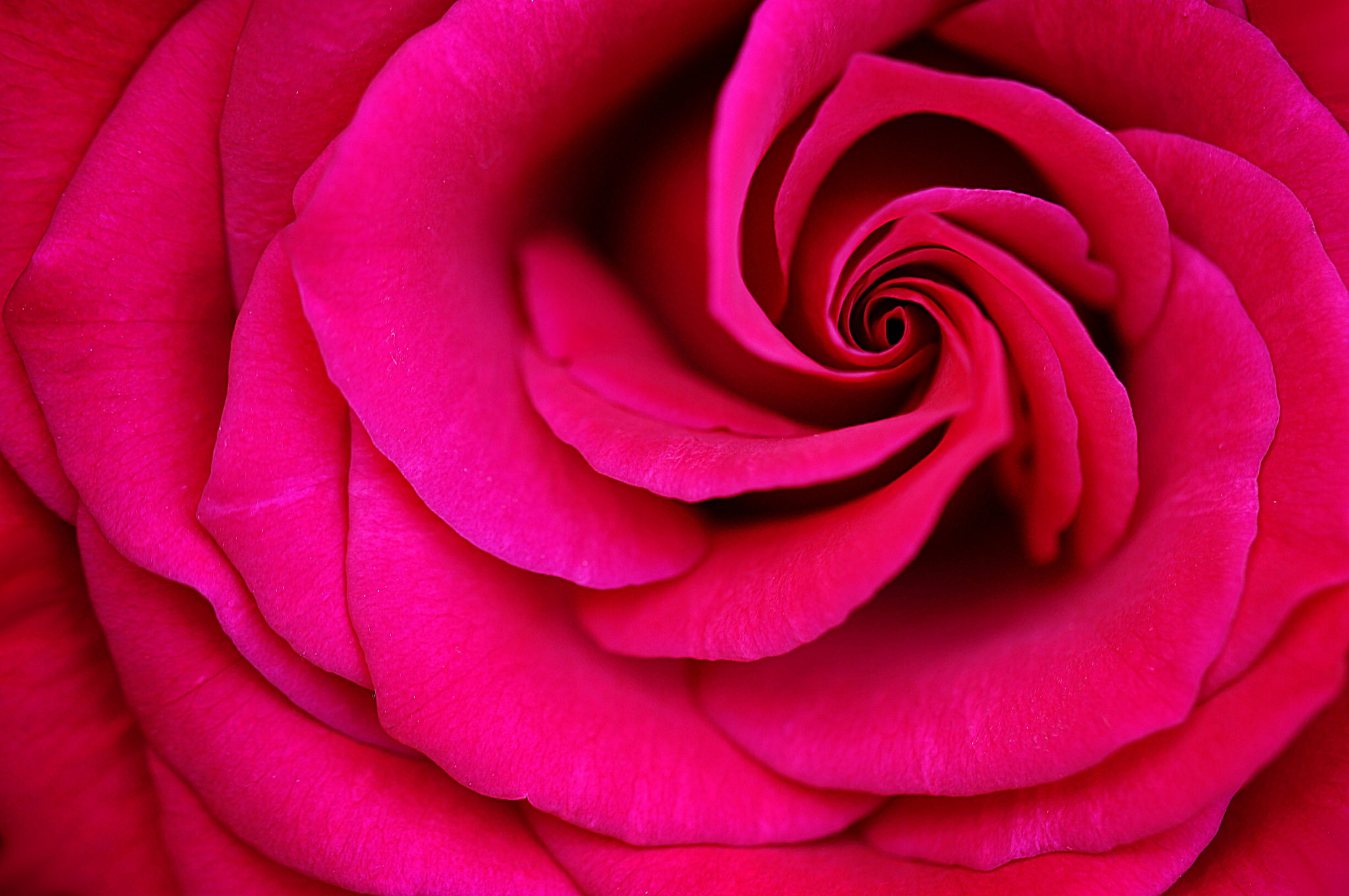 Laden Sie das Natur, Blumen, Blume, Rose, Blütenblatt, Erde/natur, Pinke Blume-Bild kostenlos auf Ihren PC-Desktop herunter