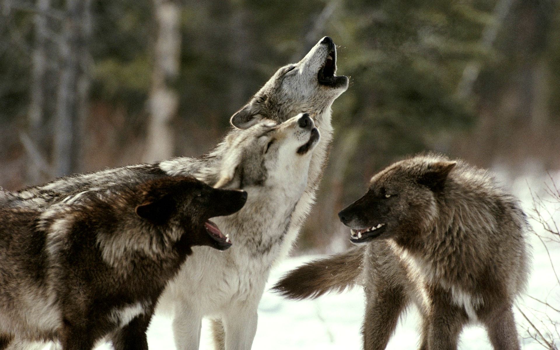 Baixe gratuitamente a imagem Lobos, Lobo, Animais na área de trabalho do seu PC