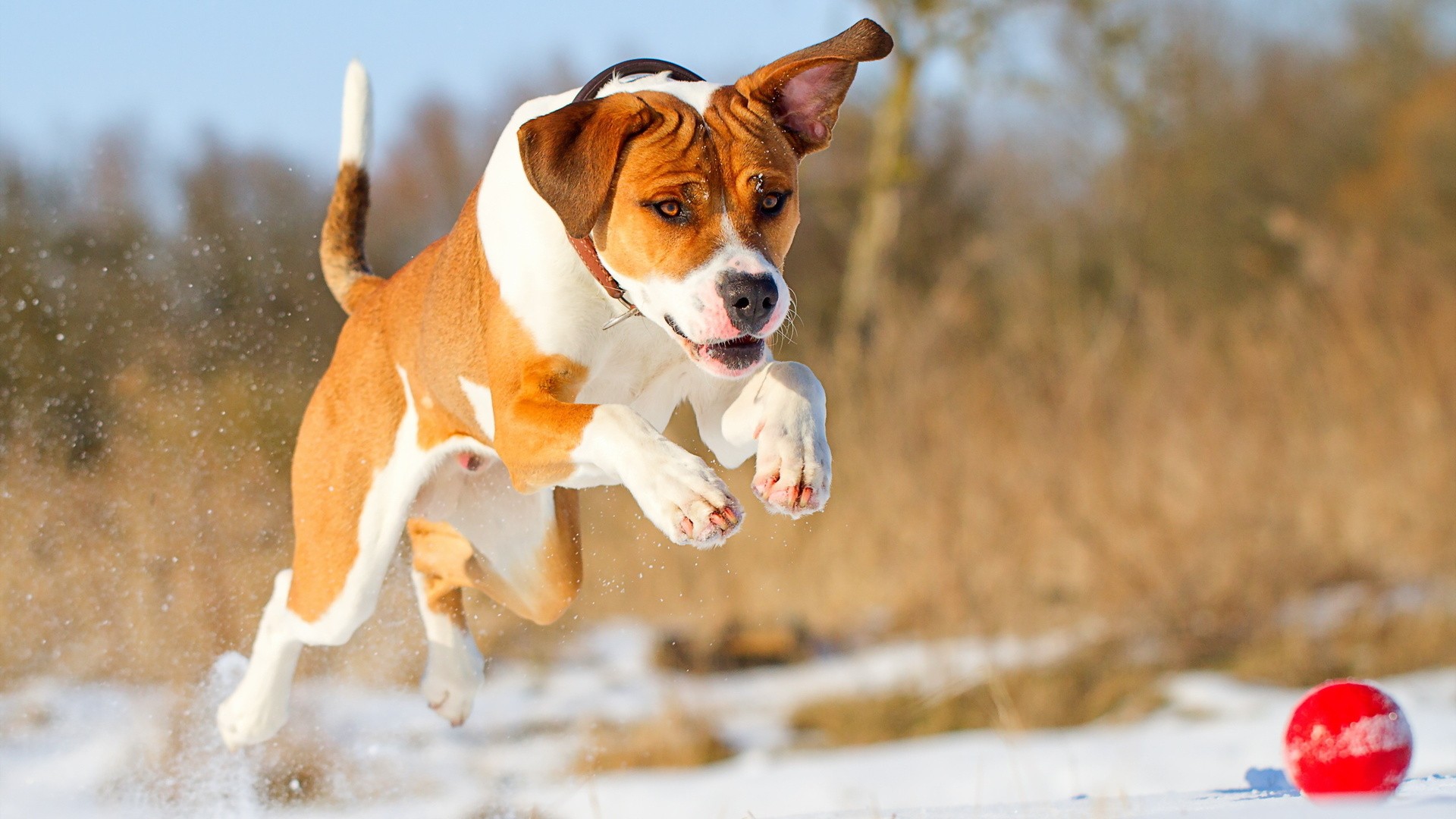 365394 Bildschirmschoner und Hintergrundbilder Hunde auf Ihrem Telefon. Laden Sie  Bilder kostenlos herunter