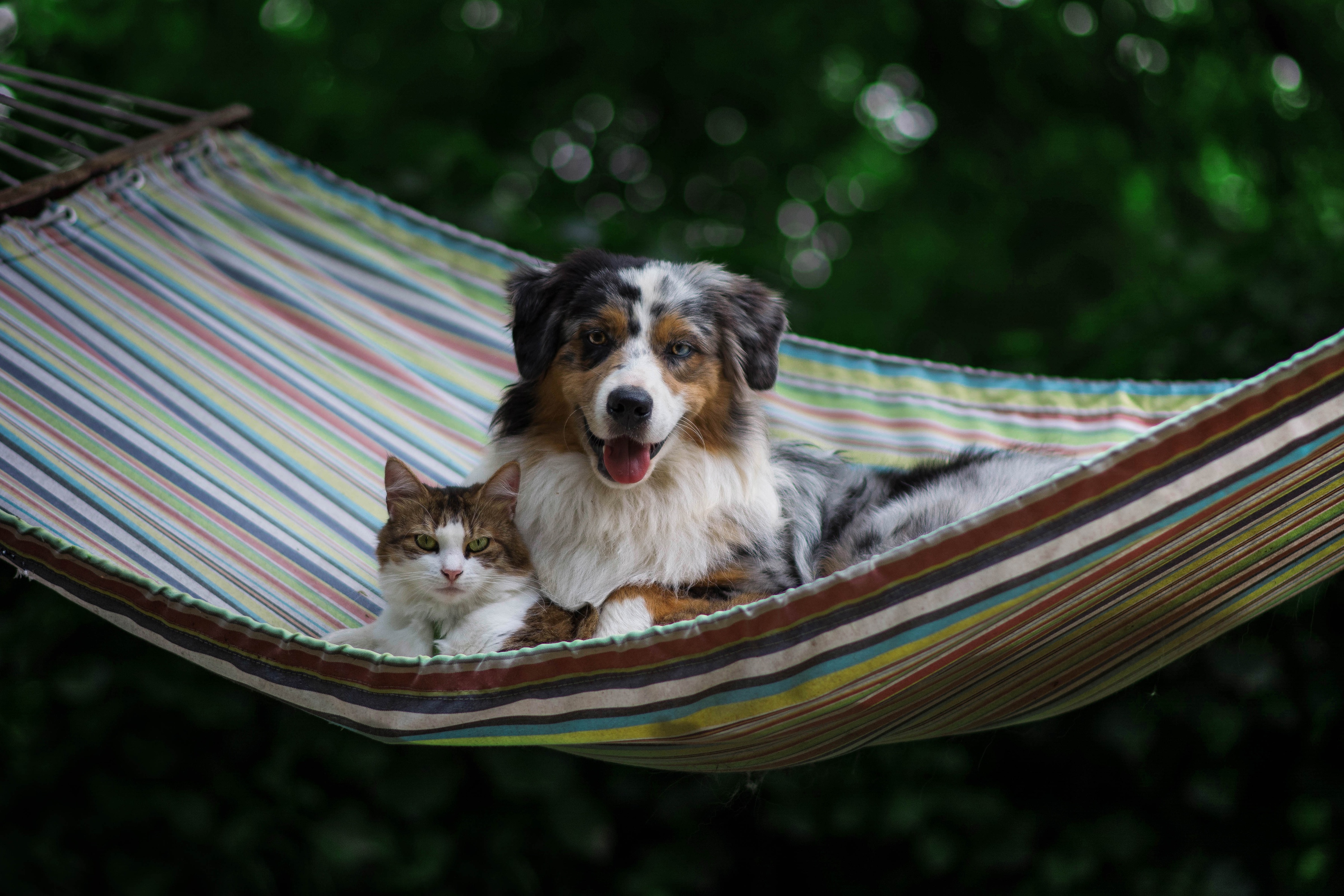 Laden Sie das Tiere, Katze, Hund, Bokeh, Hängematte, Katz & Hund-Bild kostenlos auf Ihren PC-Desktop herunter
