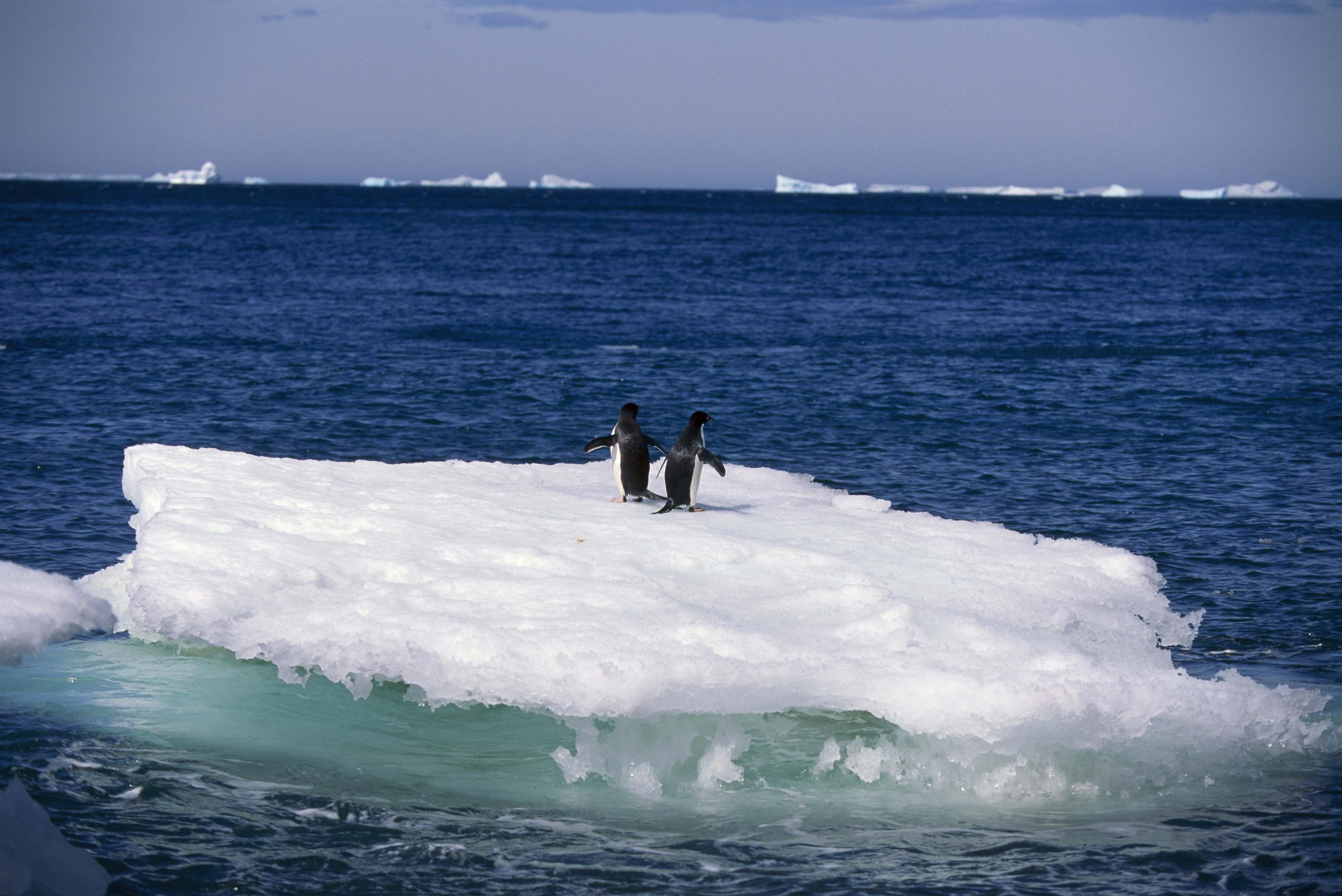 Free download wallpaper Birds, Animal, Penguin on your PC desktop