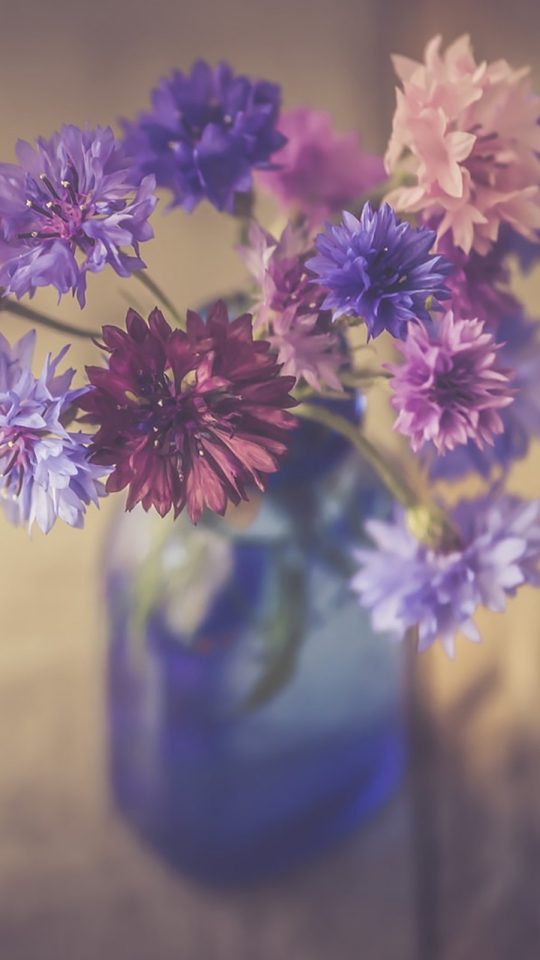 Download mobile wallpaper Still Life, Flower, Vase, Photography, Purple Flower, Blue Flower for free.